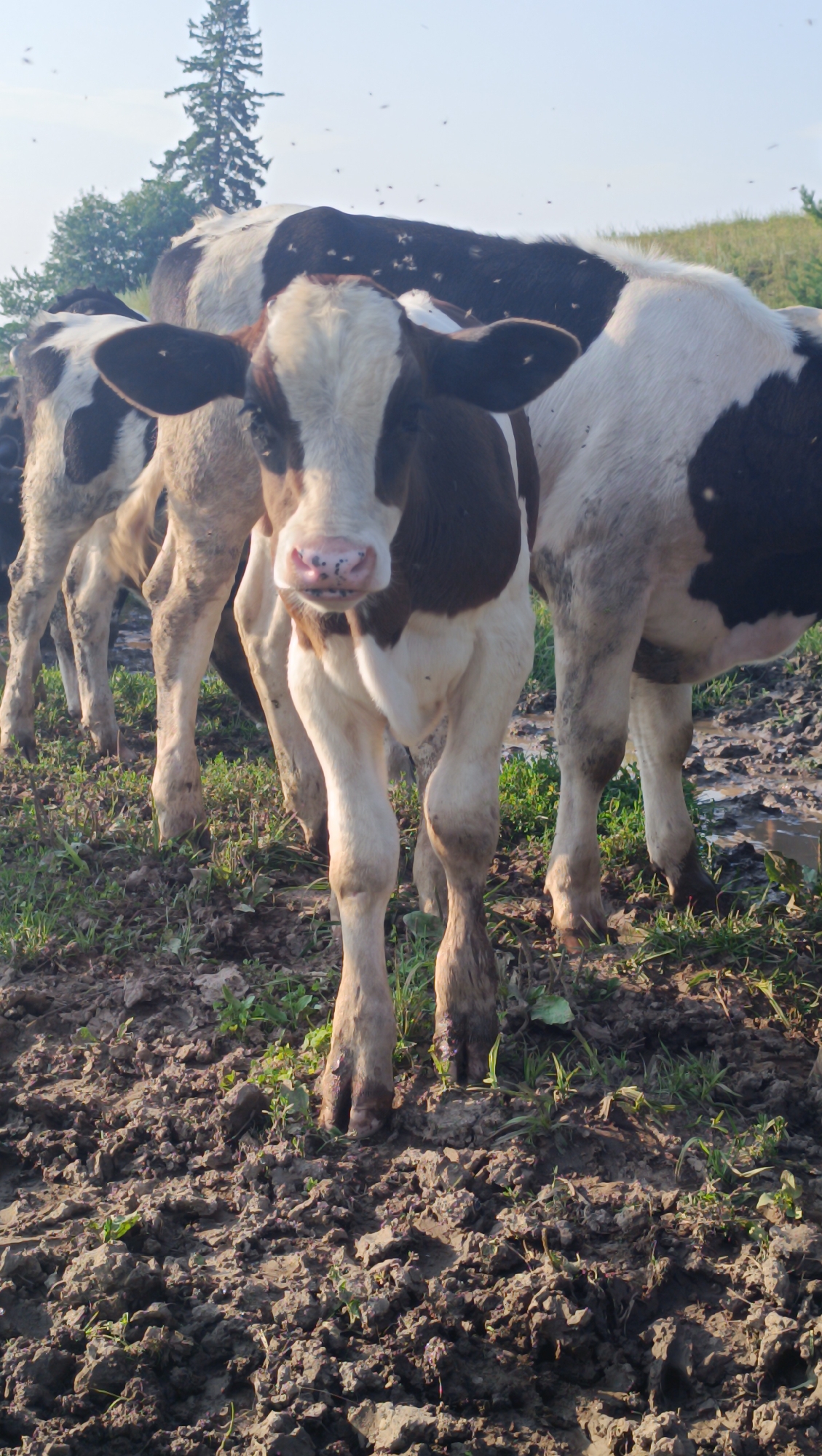 In Karsha, Russia, a vertical, medium-shot photograph captures a herd of Holstein cows standing in muddy terrain under a clear, hazy sky. A young cow with brown and white patches stands prominently in the foreground, facing the camera with its head slightly tilted. Its pink muzzle is speckled with dark spots, and its ears are large and prominent. Behind this central figure, other cows, also with distinctive brown and white markings, are visible, with their bodies partially obscured by the cow in front. The ground is a mix of dark, wet mud, small green weeds, and sparse patches of grass, indicating a pasture or farm environment. In the background, a tall, slender evergreen tree stands against the sky, with a grassy incline to its right. The atmosphere is hazy, and numerous small, dark specks, likely insects, are scattered throughout the upper portion of the image, particularly around the cows. The lighting suggests it is daytime, possibly late afternoon, with a soft, diffused light illuminating the scene. The overall impression is one of a rural, pastoral setting.