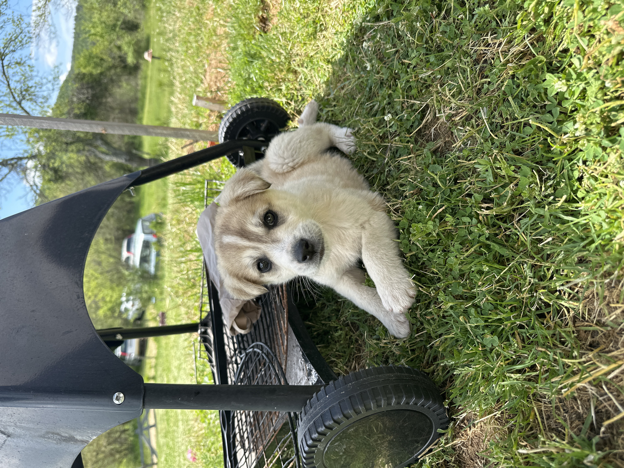 A puppy lies on a grassy lawn beside a black grill. The grill has two wheels, and a light-colored cloth rests within its frame. The background includes a partial view of a tree, a white vehicle, and a green hillside, with what appears to be a mountain range visible in the distance. The scene is outdoors, during daylight, in what appears to be a rural or suburban setting in Mrachenik, Bulgaria.