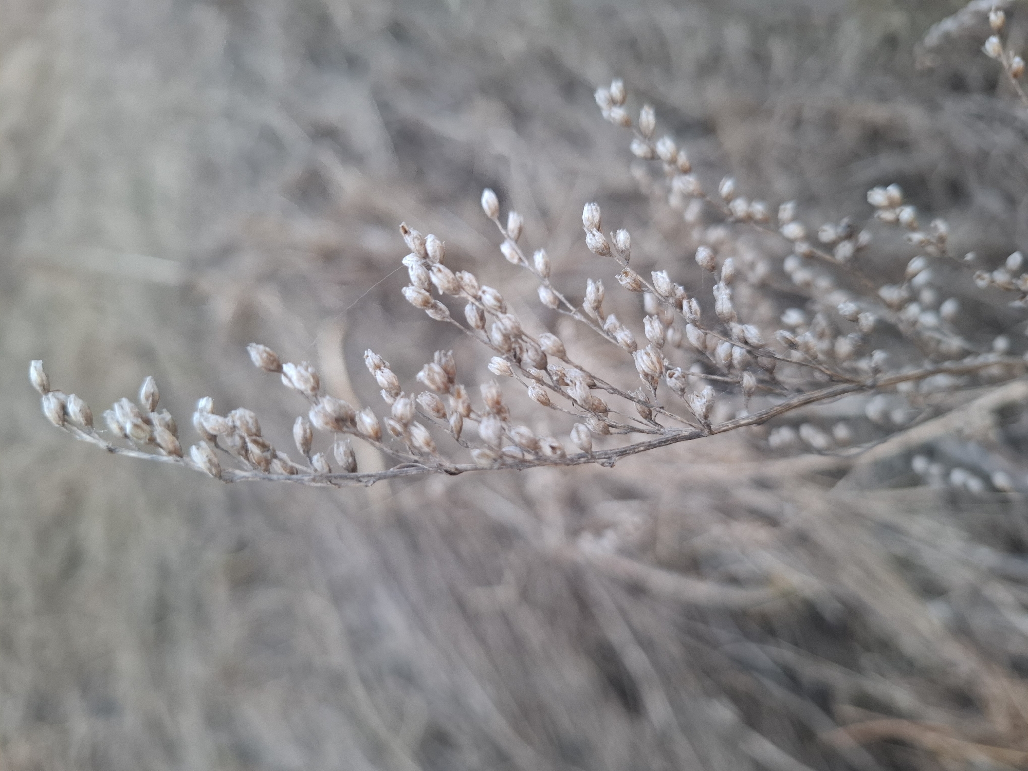 The image shows a dried plant stem with numerous small, closed seed heads. The stem is positioned in the foreground, slightly diagonally, against a blurred background of similar dried vegetation. The seed heads are tightly packed along the stem, appearing light brown to off-white. The location is unknown and can not be determined from the context of the image.
