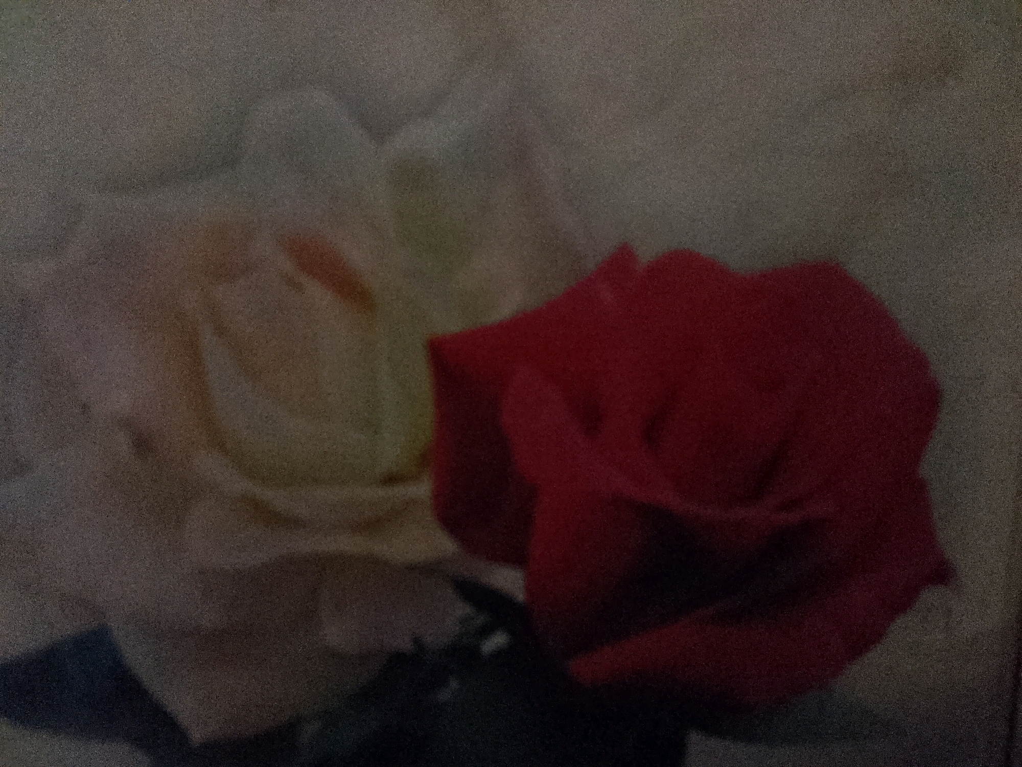 This is a close-up, grainy, and slightly out-of-focus photograph of two rose blooms. The bloom on the left appears to be a pale yellow or cream color, while the bloom on the right is a deep red. The roses are positioned next to each other, with the red rose slightly overlapping the pale rose. The background is indistinct and appears to be a soft, textured surface, possibly fabric or a wall, with mottled tones of gray and beige. There are no identifiable landmarks, people, or actions depicted in the image. The photograph does not provide any information about its location in Wadang, Indonesia, or any other geographical context.