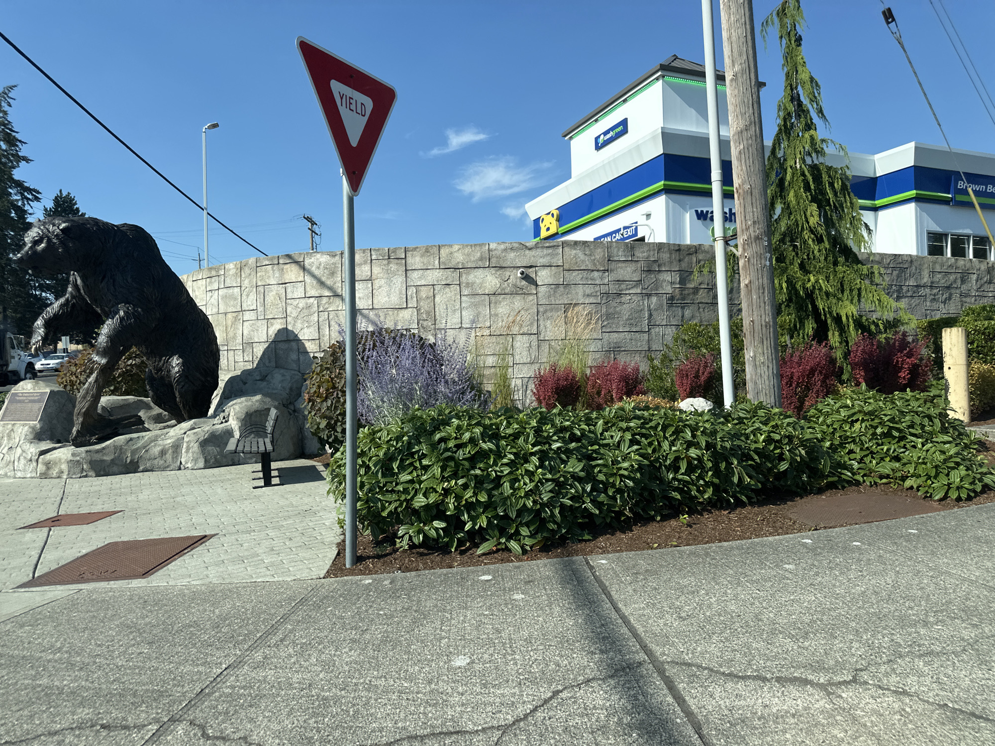 This is a full, eye-level, outdoor, daylight, medium shot of a bronze bear statue in front of a stone wall and a modern car wash. The bear is on the left, rearing up on its hind legs, with its front paws extended. The stone wall behind it is made of large, irregular gray stones. In front of the wall, there are ornamental plants, including some with purple flowers and some with red leaves. Behind the wall is a car wash with white and blue signage, which reads "Wash Green" and "Brown Bear". The sky is clear and blue, with a few wispy white clouds. A yield sign is visible on a pole to the right of the bear statue. The foreground is a concrete sidewalk and a road. The image appears to be taken in Lynnwood, Washington, United States of America, based on the presence of a "Brown Bear" car wash, which is a local chain.