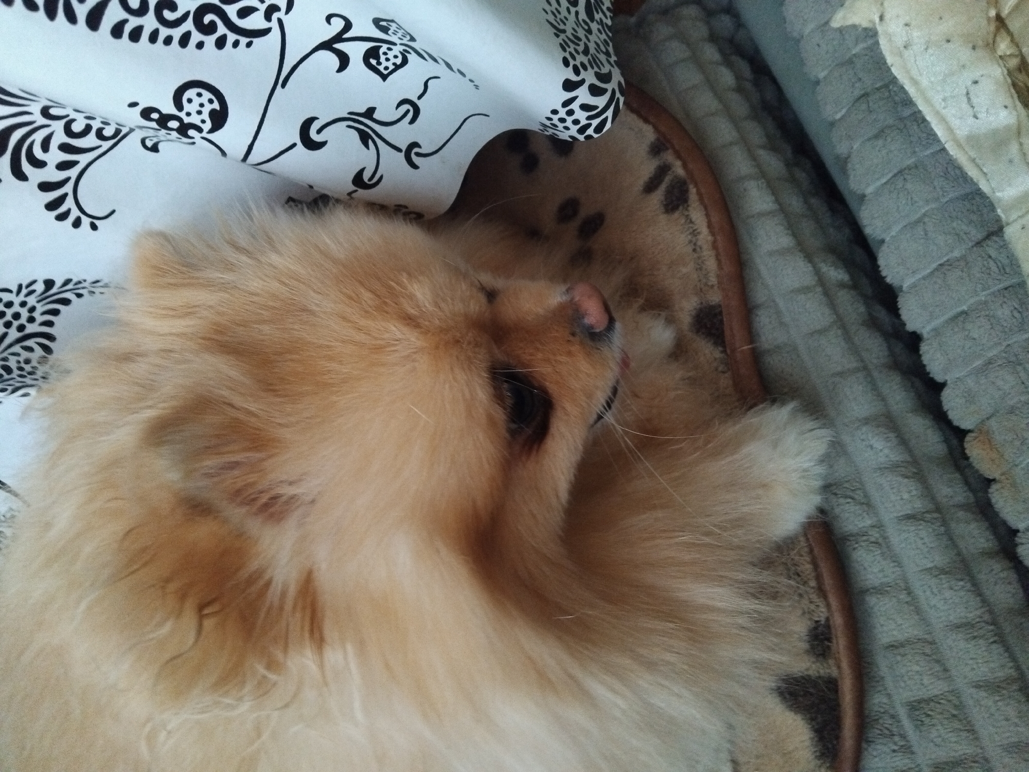 A close-up, overhead shot shows a fluffy, light-brown Pomeranian dog resting on a soft, grey, quilted surface, possibly a blanket or bed. The dog's fur is voluminous and appears to be a golden-tan color. Its head is turned to the right, with its dark eye visible, and a small portion of its pink nose and tongue peeking out. The dog is partially obscured by a white cloth with a black, swirling floral pattern, which is draped to the right of its head. The dog is lying on a patterned mat with dark spots, possibly a dog bed or cushion. The overall environment appears to be indoors, likely a home setting. There are no visible signs of the city of Apriltsi, Bulgaria in this image.