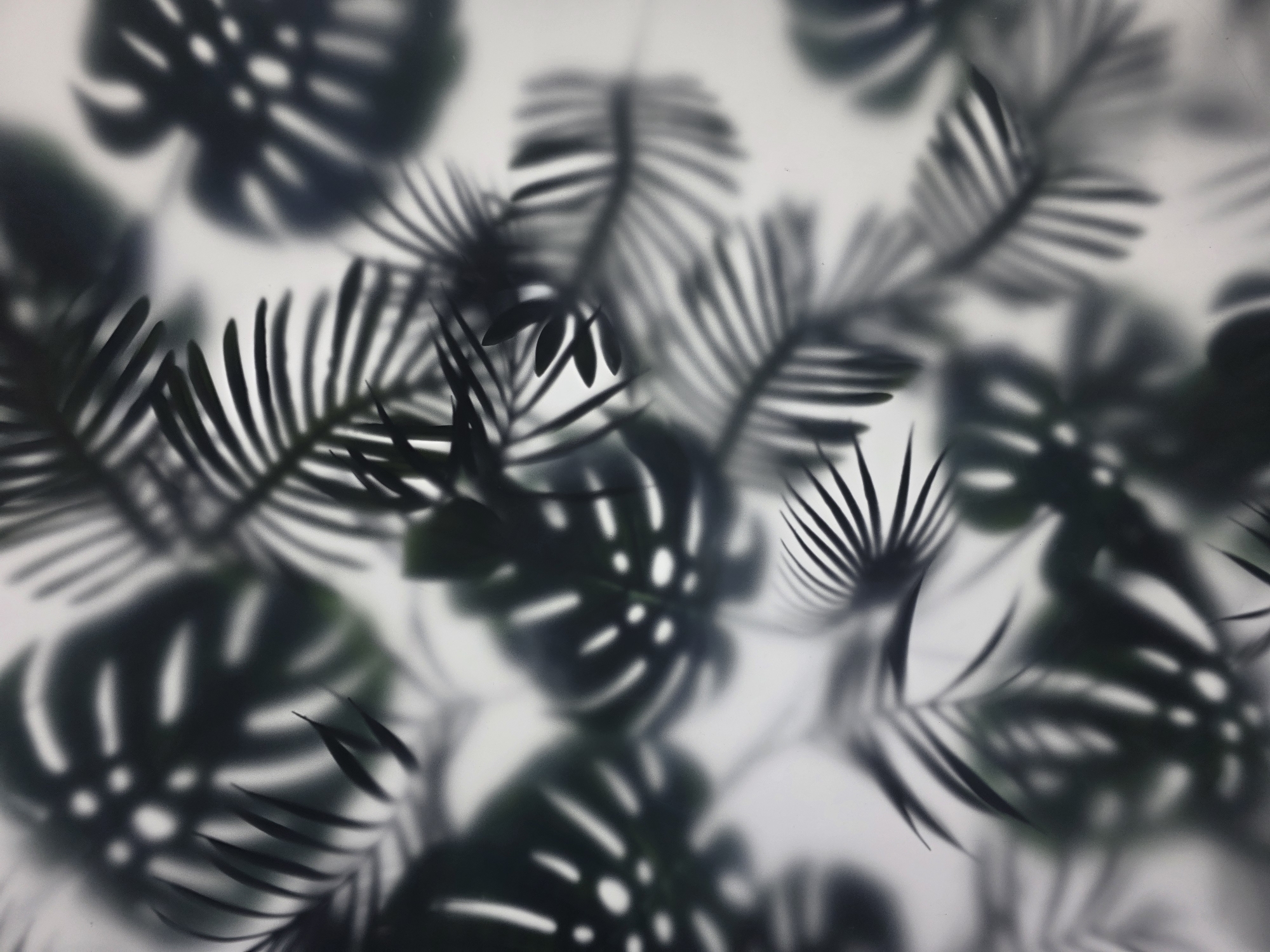 The image shows an out-of-focus arrangement of tropical leaves, including both palm fronds and Monstera leaves, overlaid against a light background, possibly white or a very pale color. The leaves are mostly dark, appearing almost as silhouettes, due to the focus and lighting conditions. There is no indication of the image's location, or any other details about people, subjects, objects, actions, or interactions beyond what can be seen in the close-up of the foliage. The provided context specifies the location is Krasnodar, Russia, but there are no visual cues to confirm it, as the scene solely comprises foliage and light.