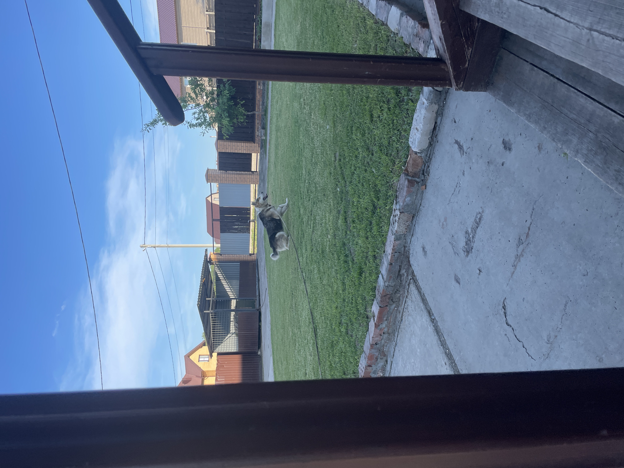 The image depicts a fenced yard with a dog in the middle of a grassy area. The dog is medium-sized with tan and black fur, and appears to be a German Shepherd or a similar breed. It is running, with its body angled and its tail up. In the background, there are houses and fences, suggesting a residential area. The sky is blue with some scattered clouds. The foreground shows a concrete pathway and wooden steps, indicating this is likely a backyard. The scene is set in Chulym, Russia, a city known for its suburban residential areas and clear skies.