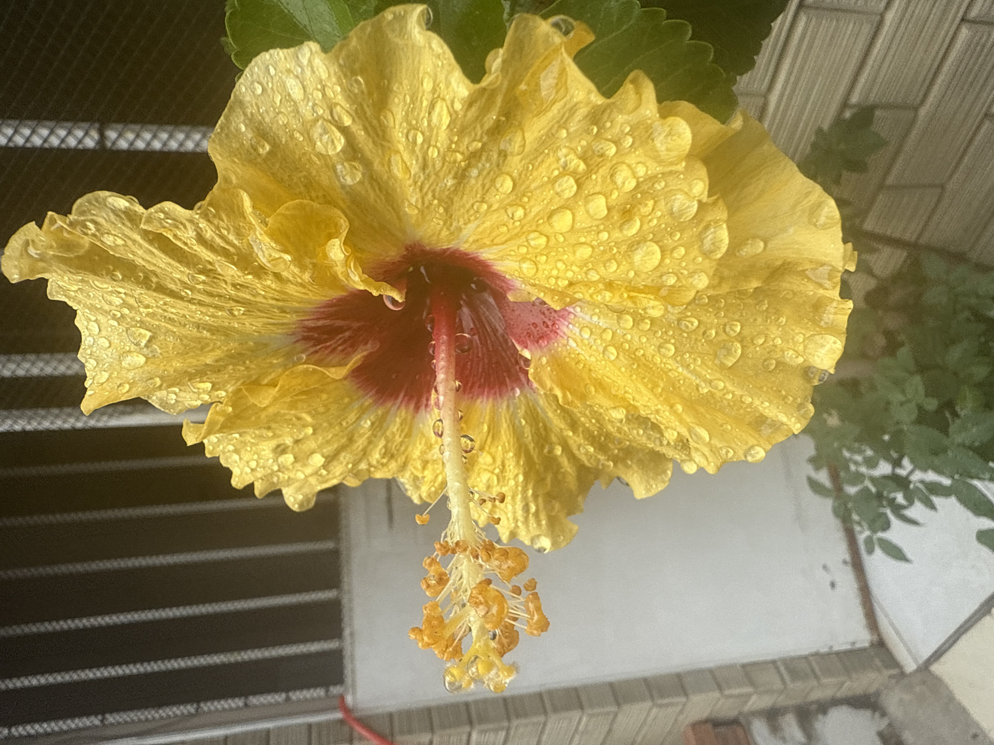 A close-up, slightly low-angle shot captures a vibrant yellow hibiscus flower, adorned with numerous water droplets, centered in the frame. The flower's petals are ruffled and exhibit a gradient of color, with a deep red or burgundy center. The stamen, a prominent reproductive part, extends from the flower's core, tipped with bright orange anthers, also glistening with water. The background is blurred, suggesting an outdoor setting. To the left, a portion of a white wall and a brick wall are visible. Above the flower, a dark metal grate casts striped shadows. The overall impression is of a fresh, post-rain moment, highlighting the flower's natural beauty. The image does not contain any people, animals, or discernible city landmarks that would place it specifically in Nilópolis, Brazil.