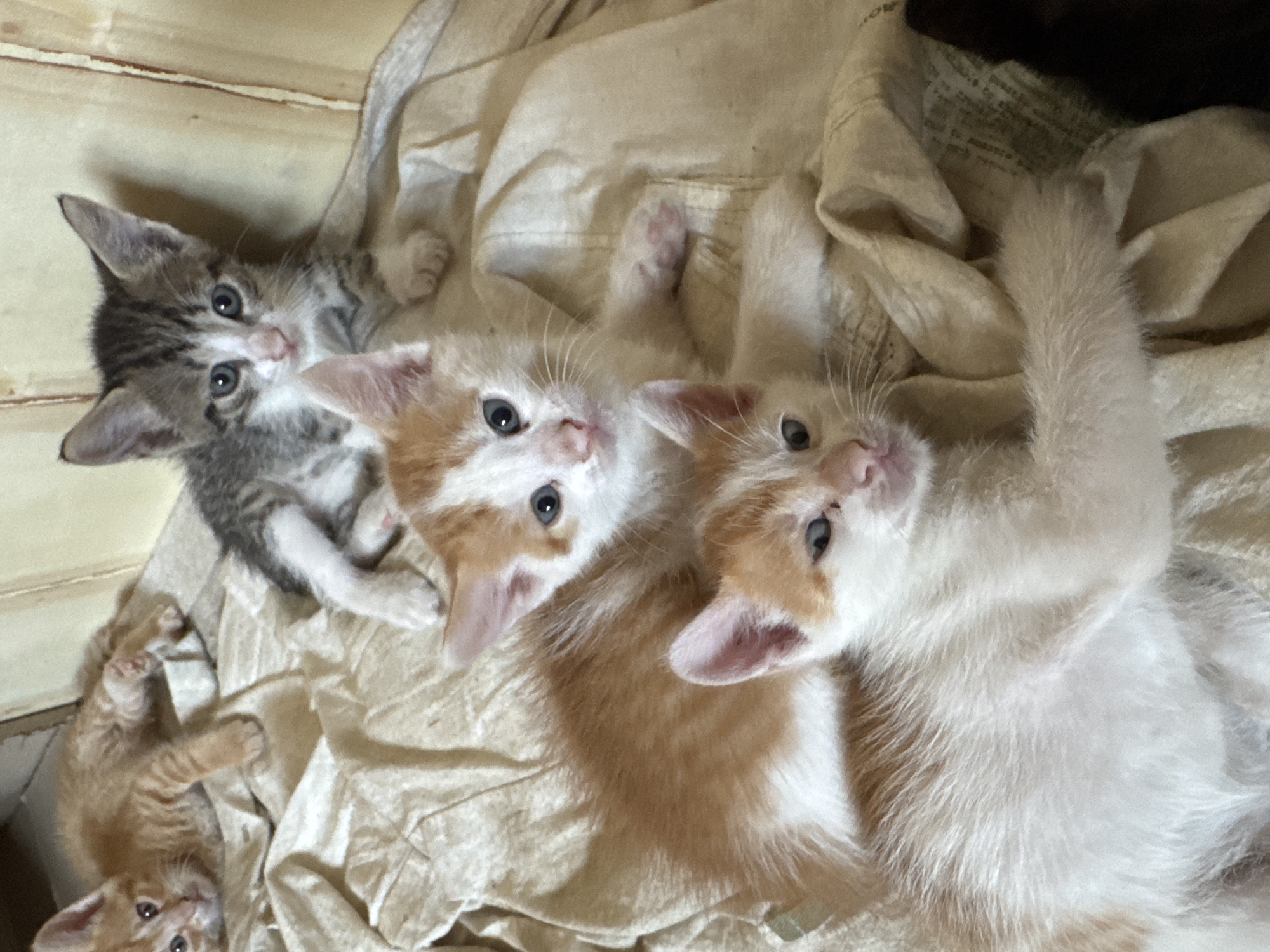 Four kittens are nestled on a crumpled beige fabric, likely a blanket or cloth, with a light-colored wooden background. From top to bottom and left to right: A ginger kitten lies on its side on the left, looking towards the viewer. A tabby kitten with gray and white markings is positioned above and to the right of the ginger kitten, facing the viewer. Below the tabby kitten and to the left, an orange and white tabby kitten lies on its side, looking towards the viewer. The bottom of the frame is occupied by another orange and white tabby kitten, also on its side, with its head facing the viewer. The lighting suggests an indoor environment with soft illumination. No specific location in the city of Unknown, Unknown can be determined from the visual information.