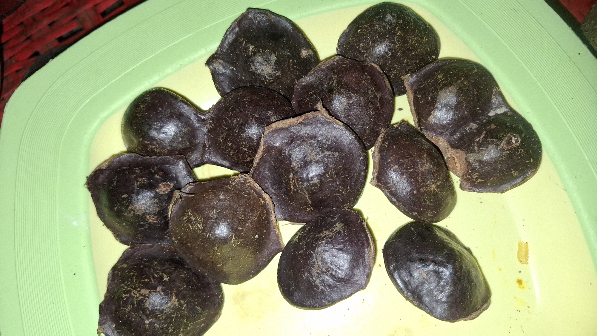 The image shows a pile of dark brown, somewhat flattened, kidney-shaped seeds on a light green plastic tray. The seeds have a slightly rough texture and some appear to have minor imperfections or marks on their surface. The tray is placed on a yellow surface, and in the background, a red woven material is visible. The lighting suggests the photograph was taken indoors. The location is specified as Cibinong Hilir, Indonesia, but the image itself does not contain any specific visual cues to confirm this location.