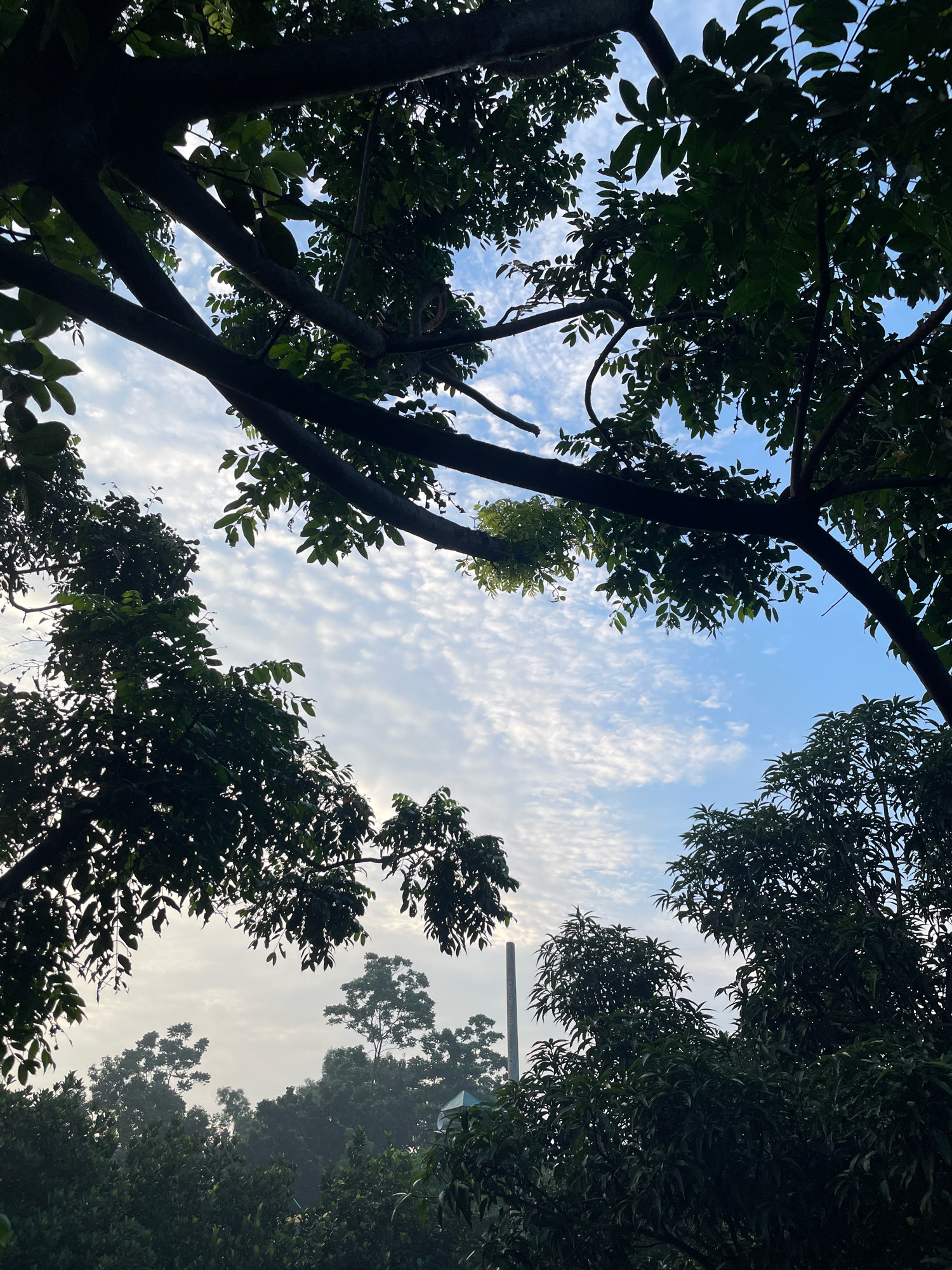 The image depicts a view looking upwards through lush green trees and foliage towards a partly cloudy sky. The sky is a bright blue with scattered white, wispy clouds. In the distance, silhouetted trees form a dense canopy, with a tall, thin, white structure, possibly a chimney or a pole, visible amongst them. The foreground is dominated by dark green leaves and branches of trees, some of which are silhouetted against the sky. The lighting suggests it is daytime, possibly morning or late afternoon, with a soft, diffused light. The scene is natural and appears to be an outdoor environment, likely in a vegetated area. The location is Dattapata, Bangladesh.