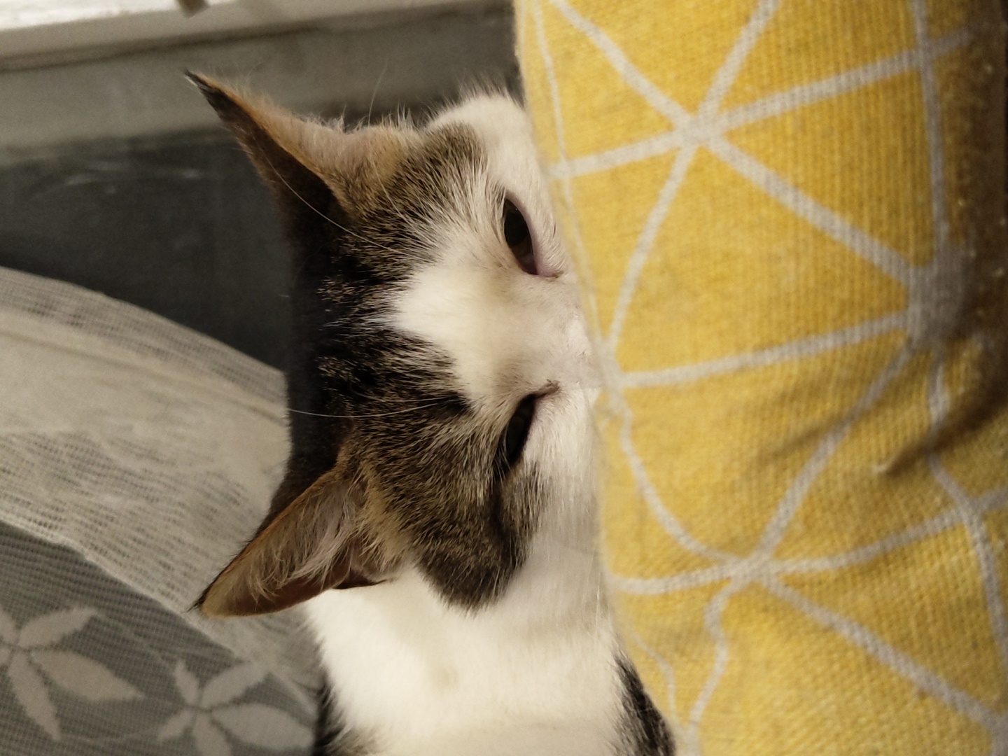 A domestic cat, predominantly white with brown and black markings on its head and ears, is lying down, with its eyes partially closed and its head resting on a yellow cushion with a white geometric pattern. The cat's ears are upright, and its gaze is directed downwards. In the background, a white sheer curtain with a floral pattern is visible. The scene appears to be indoors, possibly a home environment. The location is unknown.