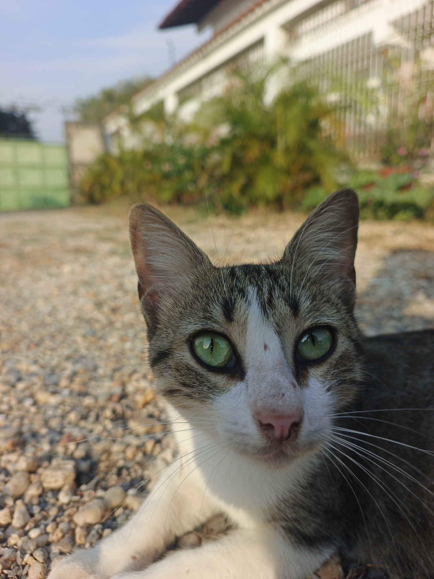 A close-up shot captures a tabby cat with striking green eyes, white chest and paws, and a pink nose. The cat is lying on a bed of small gravel. In the background, out of focus, is a light-colored building with windows and a red roof, along with some green shrubbery. A green gate is partially visible on the left side of the frame. The scene appears to be in Tinaquillo, Venezuela, based on the geographic designation in the prompt. The lighting suggests it is daytime.