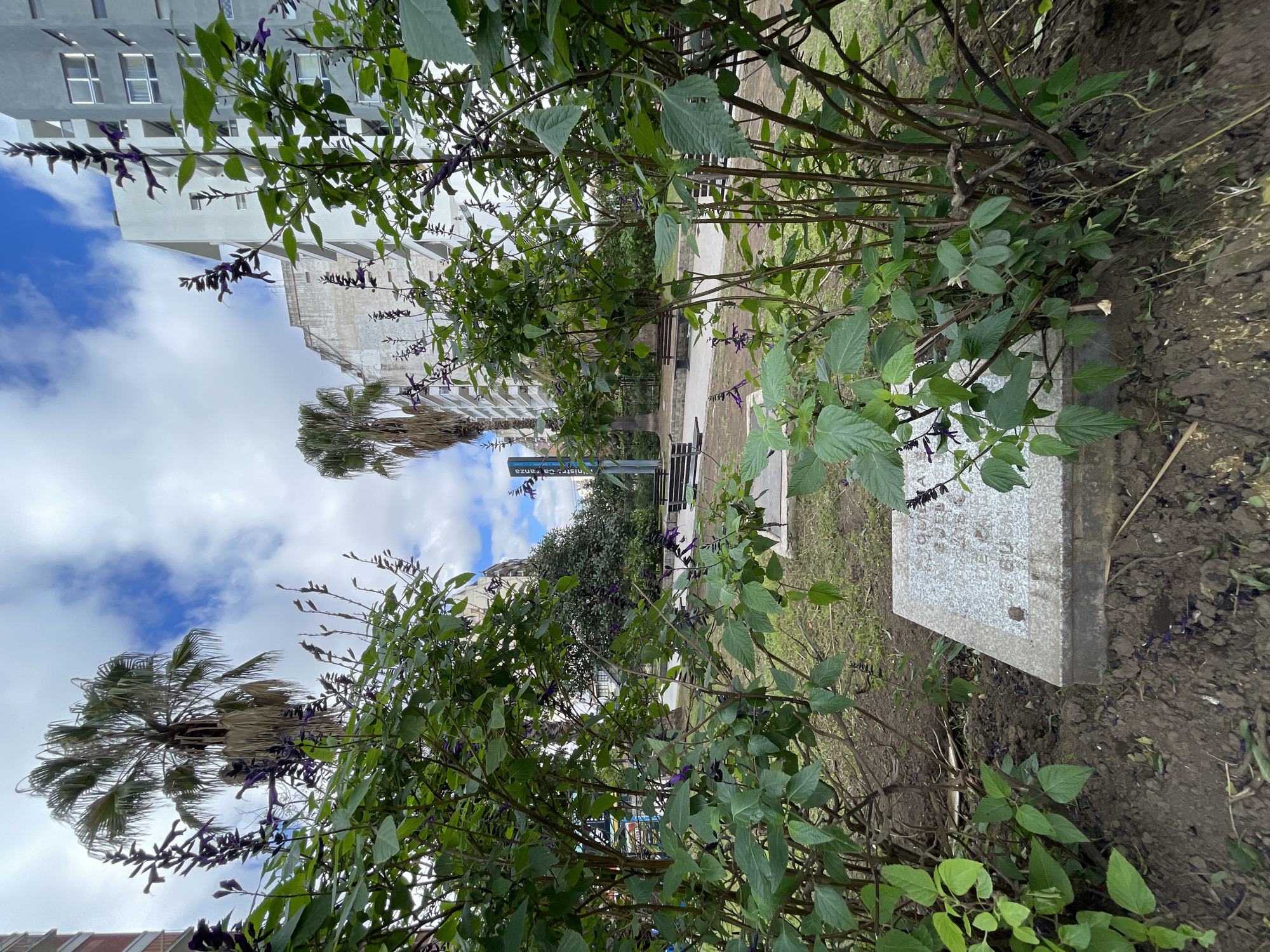 The image presents an urban park or green space under a partly cloudy sky. The foreground and midground are dominated by dense, leafy green bushes adorned with small, dark purple, elongated flowers, possibly a species of Salvia. To the right, a rectangular, light-colored stone slab, resembling granite, rests on the ground, partially obscured by foliage. Faint, indistinct markings or text are visible on its surface but are illegible. The ground beneath the bushes is dark soil with sparse patches of grass.
In the background, modern, multi-story buildings with numerous windows stand against the bright sky, indicating an urban setting. Several tall palm trees with distinctive fronds are interspersed among the buildings, particularly on the left and center-right. A paved pathway or sidewalk meanders through the park, lined with dark-colored park benches. A vertical signpost near the path displays partially visible text, reading "Ministro Capanza" when correctly oriented.
The scene appears devoid of people, contributing to a tranquil atmosphere. The bright, natural lighting suggests it is daytime, likely late morning or early afternoon, with a mix of blue sky and white clouds overhead. The architectural style, prominent palm trees, and urban park setting are consistent with the provided location context of Buenos Aires, Argentina.