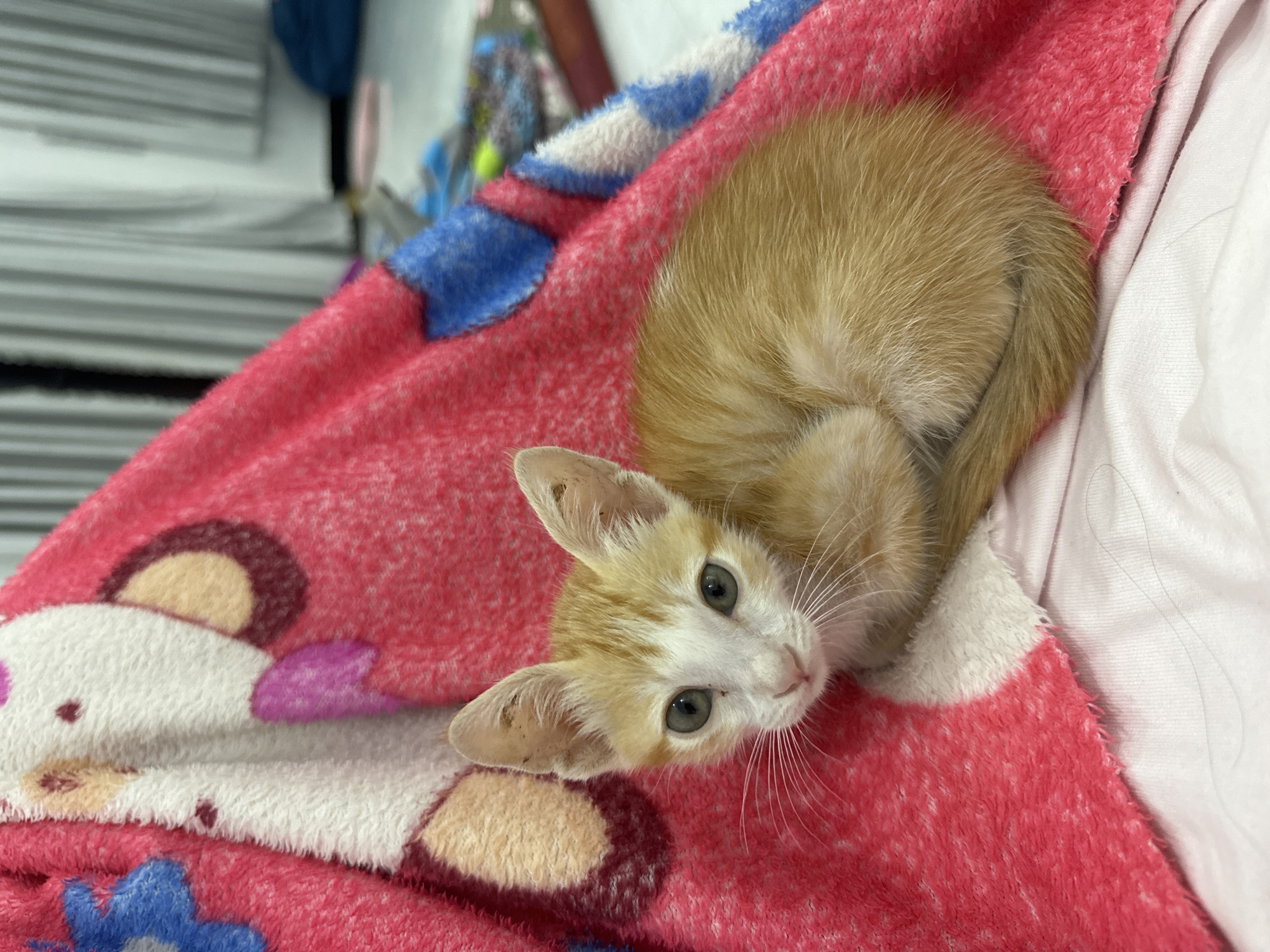 A small, adorable kitten is the central subject of this close-up, high-angle shot. The kitten has a mix of light orange/ginger and white fur, with the white covering its face, muzzle, and chest, and the orange predominating on its head and body. Its large, expressive eyes are a striking light green or blue-green, gazing directly at the viewer with an alert and curious expression. Long, delicate white whiskers fan out from its nose. The kitten's ears are light-colored, and a small patch of darker dirt or wax is visible on the inner fold of its left ear. The kitten is lying curled up, appearing relaxed and comfortable.
It is resting on a plush, fuzzy pink blanket adorned with various patterns. These patterns include patches of white and blue, as well as cartoon-like animal faces, possibly bears or pandas, rendered in white, brown, and purple. The texture of the blanket appears soft and warm. To the right of the kitten, a plain light pink or white sheet or fabric is visible. The background is softly blurred, revealing a stack of white objects, possibly papers or linens. The setting appears to be indoors. No specific activity is taking place other than the kitten resting and observing. There is no visible text in the image. The scene conveys a peaceful and endearing moment. The location context provided is Mũi Né, Vietnam.