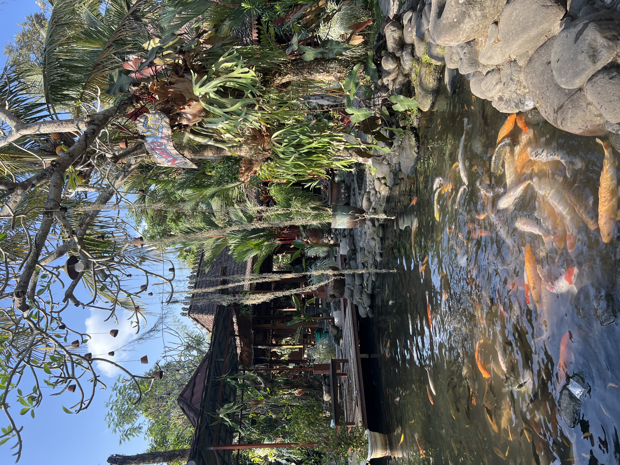 The image depicts a pond filled with numerous koi fish, characterized by their vibrant orange, white, and black markings. The pond is surrounded by a rocky embankment and lush vegetation. In the background, there is a traditional Indonesian-style building with a thatched roof, suggesting an outdoor dining or relaxation area. This scene is located in Tlogoadi, Indonesia. The overall atmosphere is serene and natural, enhanced by hanging decorations and tropical plants.