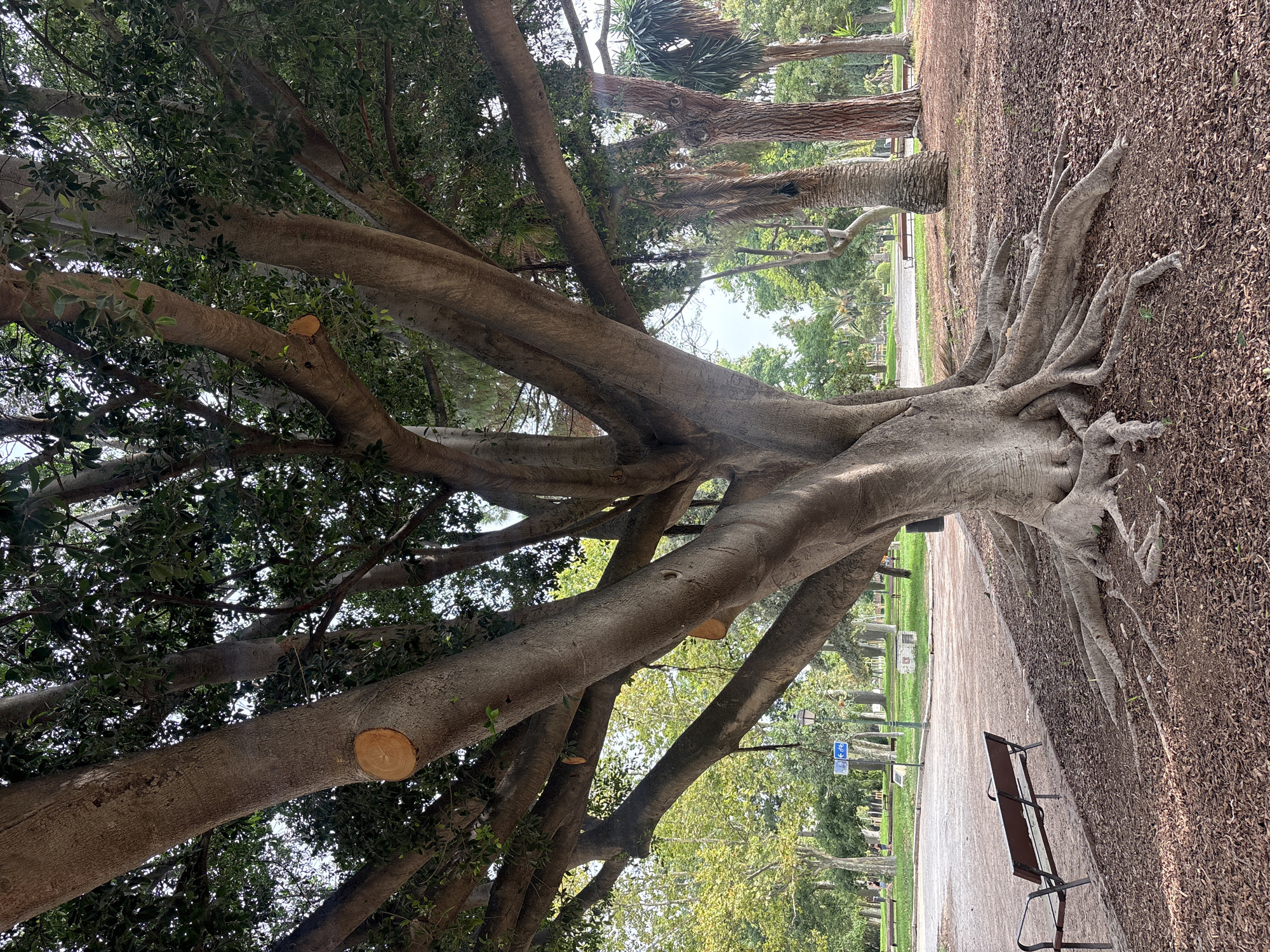 An ancient, wide-trunked ficus tree with large, exposed roots dominates the foreground of this image, taken in the Turia Gardens in Valencia, Spain. The tree's thick, gnarled trunk splits into numerous large branches that spread out to create a dense canopy of green leaves overhead. Several of the branches have visible circular cuts from pruning. The ground around the base of the tree is covered in mulch. To the left of the tree, a park path is visible, with a dark brown and metal park bench situated beside it. Further in the background, other trees, including palm trees, are present, along with grassy areas, more park benches, lampposts, and signage. The sky is overcast. There are no people clearly visible in the frame, though distant figures can be faintly discerned in the background.