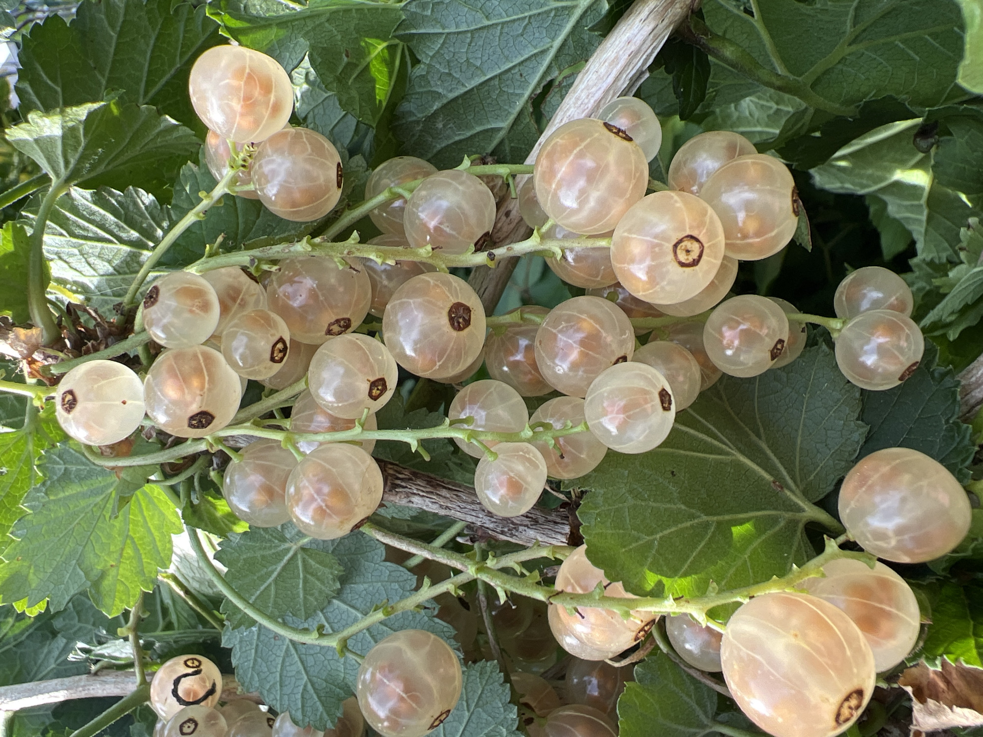 The image shows a close-up view of a cluster of ripe white currants hanging from a branch, surrounded by green leaves. The currants are translucent, revealing their inner seeds, and have a light, peachy hue. Some of the currants have visible dark remnants of their stems. The lighting suggests it is daytime, with sunlight filtering through the leaves, creating bright highlights on the berries. The background consists of more green foliage and hints of a wooden branch. No people, actions, or interactions are depicted. The image is taken outdoors in what appears to be a garden or natural setting. There is no information about the location in Denderleeuw, Belgium within the image itself.