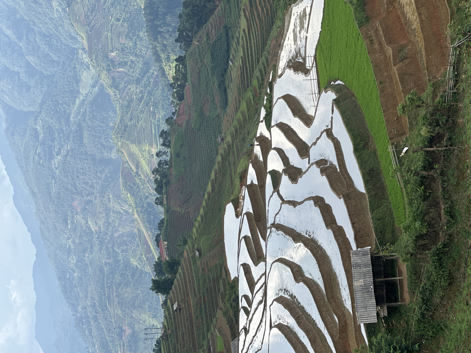 This captivating image showcases the majestic terraced rice fields of Lao Chai, Vietnam, carved into steep mountainsides. The scene is dominated by a complex network of agricultural terraces, stretching across the landscape.
In the foreground and mid-ground, many of the terraces are filled with water, creating shimmering, reflective pools that mirror the sky. These watery paddies are arranged in intricate, curvilinear patterns, highlighting the contours of the land. Interspersed among the water-filled sections are terraces planted with vibrant, bright green rice seedlings, indicating an active growing season. Some bare, reddish-brown soil terraces are also visible, suggesting areas recently tilled or awaiting planting.
A small, rustic wooden shelter with a grey, corrugated roof is nestled among the terraces in the lower right foreground. Fences made of slender wooden poles can be seen along some terrace edges.
The background reveals layers of increasingly hazy mountains, covered in dense green vegetation, fading into a soft, atmospheric blue-grey distance. A few faint structures, possibly dwellings, are discernible within the distant mountainous landscape, suggesting human habitation extends beyond the immediate terraces.
The overall impression is one of a vast, tranquil, and meticulously cultivated landscape. The bright reflections in the water and the visible details suggest it is daytime, possibly under a partly cloudy or hazy sky, contributing to the soft light and atmospheric depth. The image vividly illustrates the traditional agricultural practice of rice cultivation in a challenging mountainous environment. There is no visible text or identifiable people in the scene.
