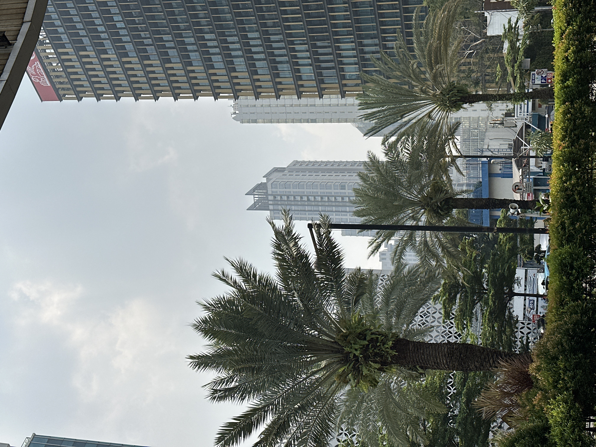 The image shows a street scene in South Jakarta, Indonesia, with tall buildings and palm trees. The central focus is a large palm tree in the foreground, with its fronds spread out. Behind it, several other palm trees are visible, along with lush green bushes and hedges. In the background, there are modern skyscrapers with many windows, suggesting an urban environment. One of the buildings has a red sign with white text at the top. The sky is overcast with some clouds. There are also some street signs and barriers visible, along with a few vehicles in the distance, indicating ongoing activity. The overall impression is a blend of tropical vegetation and contemporary urban architecture.