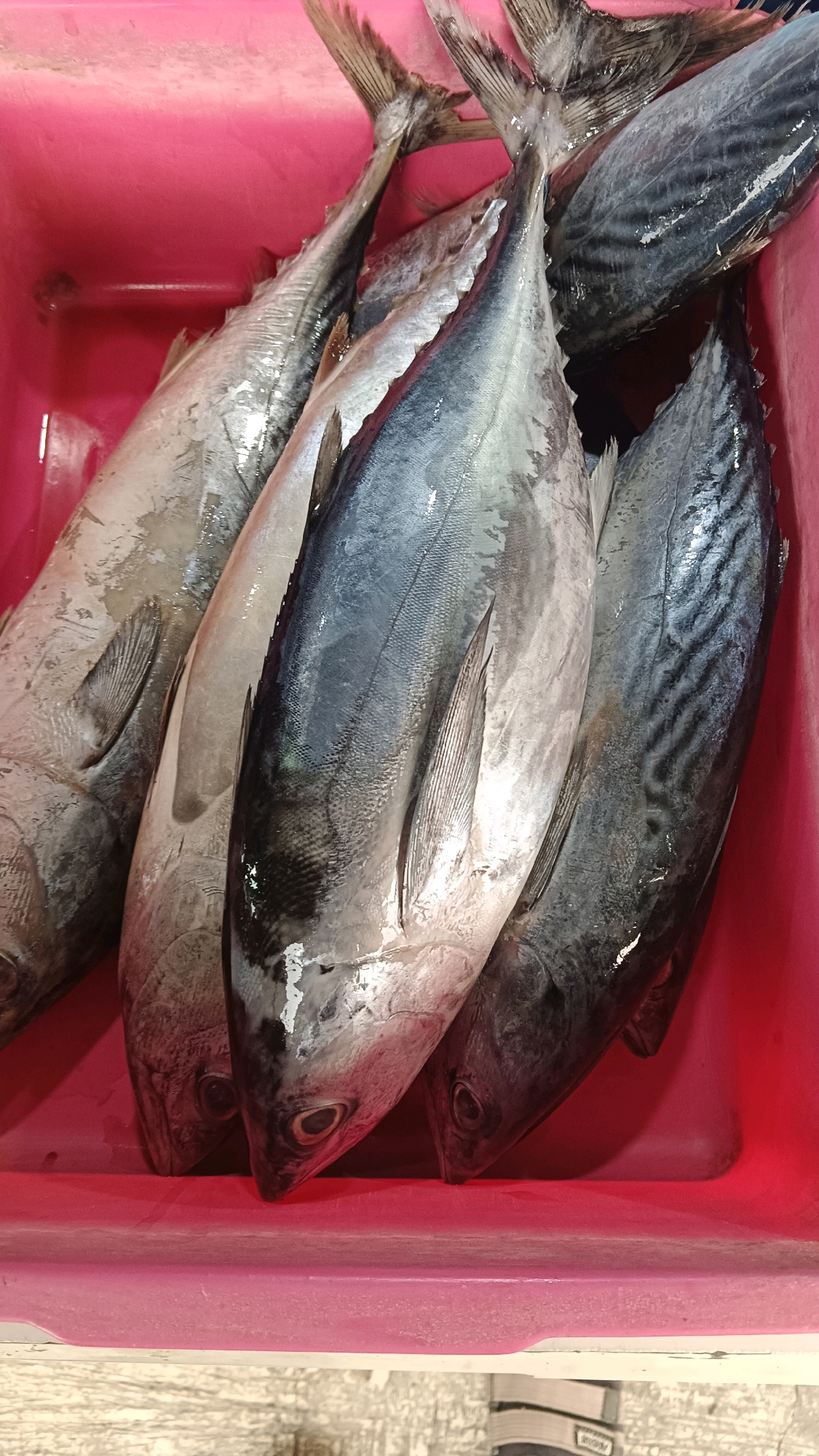 In Sragen, Indonesia, a close-up, overhead shot captures a collection of fresh fish packed tightly within a bright pink plastic bin. The fish, predominantly tuna, are arranged lengthwise, their silver and dark gray bodies glistening. Their tails fan out towards the top of the frame, while their heads point downwards, revealing dark, circular eyes. The texture of their scales is visible, and some fish display faint stripes along their sides. The bin is filled with a small amount of water, reflecting the light and adding to the scene's freshness. The background consists of the textured, off-white surface of what appears to be a market stall or display area.