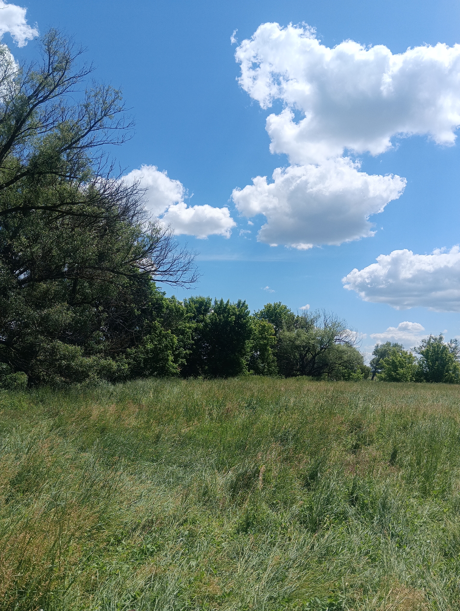 The image depicts an outdoor scene on a sunny day in a grassy field, with a line of trees in the background and a bright blue sky with fluffy white clouds above. The foreground is dominated by a dense field of tall, green and golden-brown grasses, with some patches of clover visible. To the left and center of the image, several trees are present. A large tree with bare branches and some green foliage is on the far left, extending into the upper left corner. Behind it and stretching across the mid-ground is a dense row of lush green trees, forming a treeline. The sky is a vibrant blue, dotted with large, puffy white clouds. The overall impression is one of a natural, undeveloped landscape. There are no people or animals visible in the image, and no man-made objects are apparent. The location is described as being in the city of Unknown, Unknown.