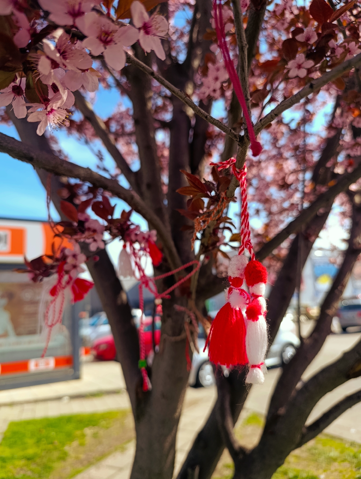 The image shows a tree blooming with pink flowers, with several Martenitsa ornaments hanging from its branches. Martenitsa are traditional Bulgarian amulets made of red and white yarn, given as gifts in early March to symbolize health and good luck for the coming year. The tree appears to be located in an urban environment, based on the presence of vehicles and a bus stop in the background. Kardzhali, Bulgaria, is identified as the location.