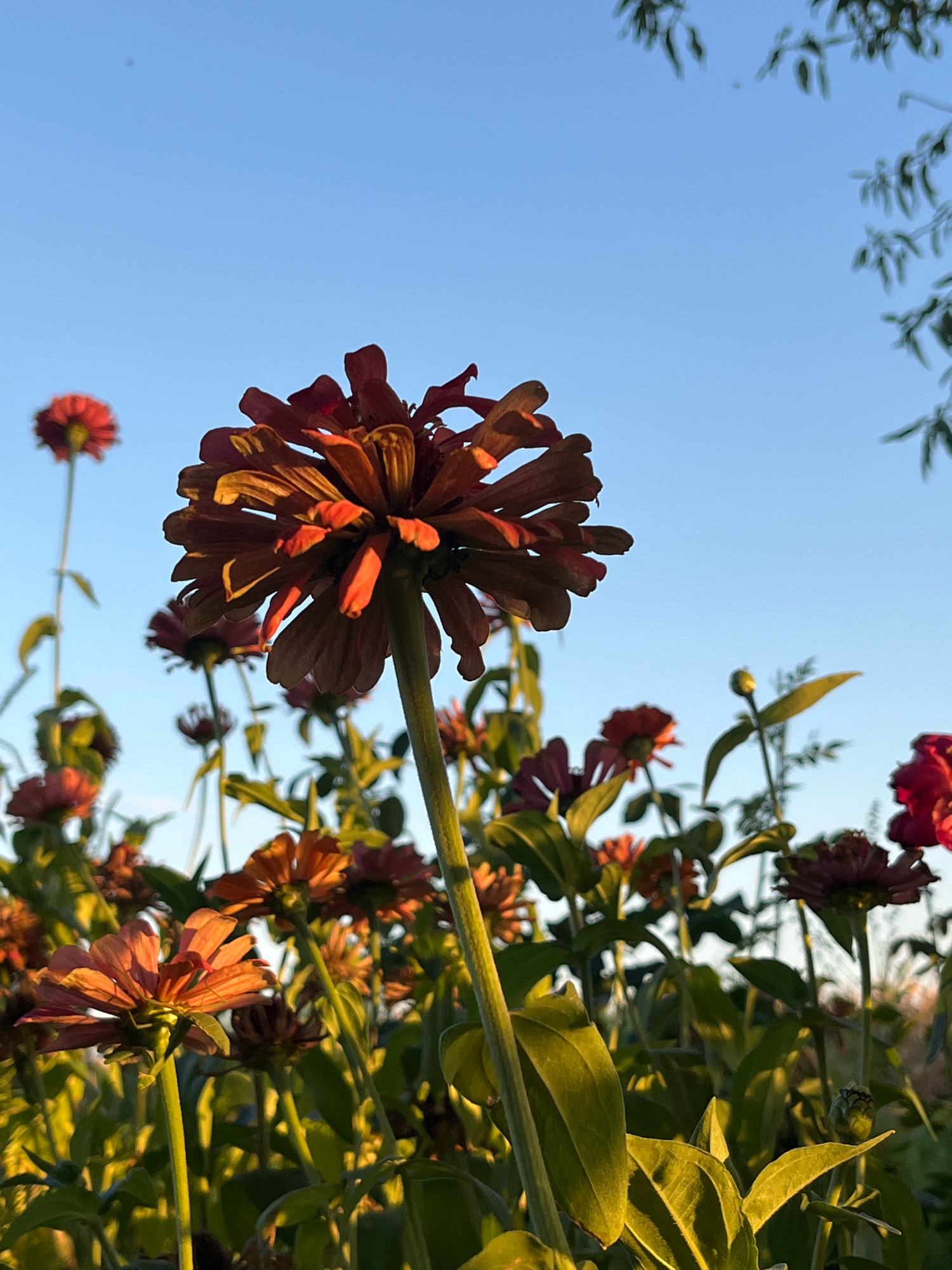 A low-angle, full shot captures a dense field of zinnias under a clear, pale blue sky. The flowers are predominantly in shades of red, orange, and rust, with some appearing slightly wilted. A large, dark red zinnia with prominent petals dominates the foreground, positioned slightly off-center to the right. Its stem is thick and green, extending upwards and out of frame. To the left and in the background, other zinnias and their green foliage fill the frame, creating a layered effect. The lighting suggests it is late afternoon or early morning, with the sun casting warm hues on the petals. Some dark tree branches are visible in the upper right corner, silhouetted against the sky. The scene is naturalistic, with no human presence or urban structures apparent.