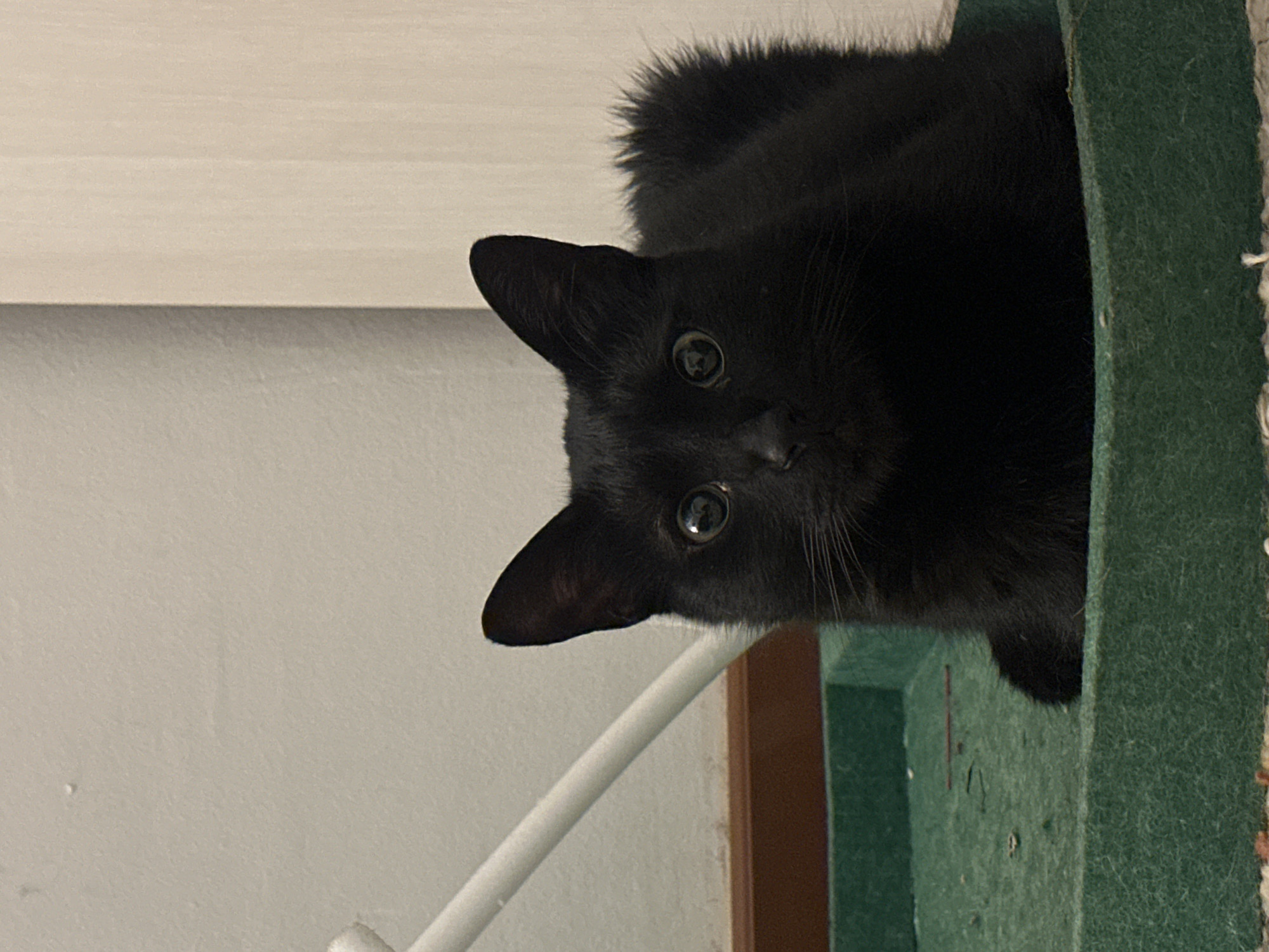 A black cat with large, reflective eyes looks directly at the camera from an elevated perch. The cat is positioned partly within a green, carpeted structure, possibly a cat tree or similar furniture. To the left of the cat is a plain, light-colored wall. A white, cylindrical object, potentially part of the cat tree's support structure, is also visible near the wall. The scene is indoors and well-lit, but location information (Budva, Montenegro) is not evident from the image.