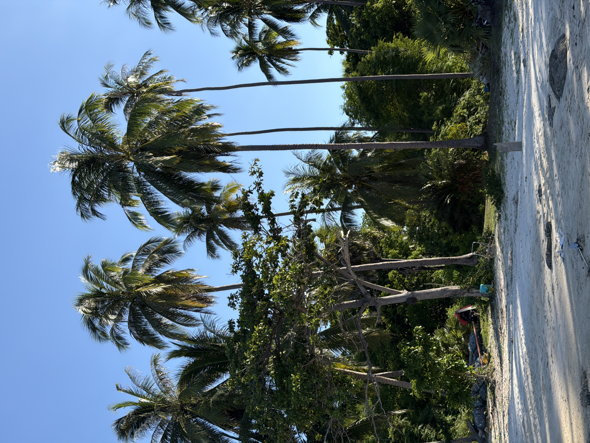 This media file captures a sunny day in a tropical location, likely Baan Thong Krut, Thailand, characterized by lush greenery and a sandy area. The primary subjects are numerous palm trees, with their fronds reaching towards a clear blue sky. Several of these palm trees are tall and slender, with their trunks visible. In the background, a dense canopy of green foliage suggests a tropical forest or heavily vegetated area.
On the right side of the image, a sandy path or beach stretches diagonally, illuminated by bright sunlight, casting distinct shadows. A few dark, rough-textured objects, possibly rocks or debris, are scattered on the sand. Further along the sand, a small blue bucket and a white object resembling a piece of fabric or plastic are visible, along with a broom or mop.
Towards the middle and right of the image, some scattered human-made objects can be observed amongst the vegetation and near the sandy area. These include what appears to be a bicycle or parts of one, a red backpack, and possibly some tools or equipment, including a yellow object and a dark, coiled rope. A person is partially visible near the red backpack, seemingly attending to something or resting.
The time of day is clearly indicated by the bright sunlight and strong shadows, suggesting midday or early afternoon. The weather appears to be clear and warm, typical of a tropical climate. The overall scene evokes a sense of a relaxed, natural environment, possibly a beachside or a path leading through a palm grove. There is no visible text in the image.