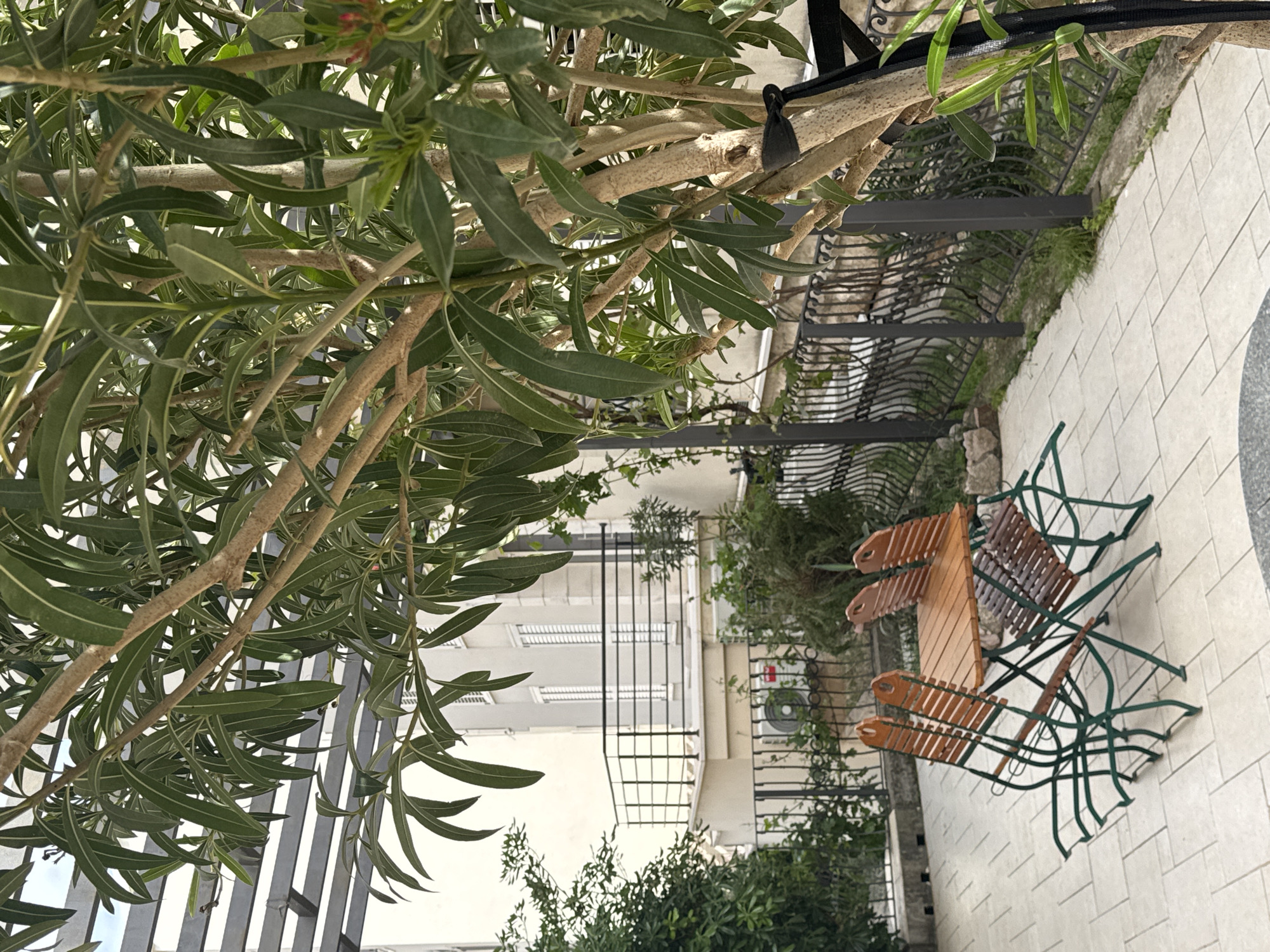 The image depicts a partially obscured view of an outdoor cafe setting in Petrovac centar, Montenegro. A tree with long, green leaves dominates the foreground. In the background, there is a building with white shutters and a black metal fence. A set of wooden tables and chairs sits on a tiled patio.