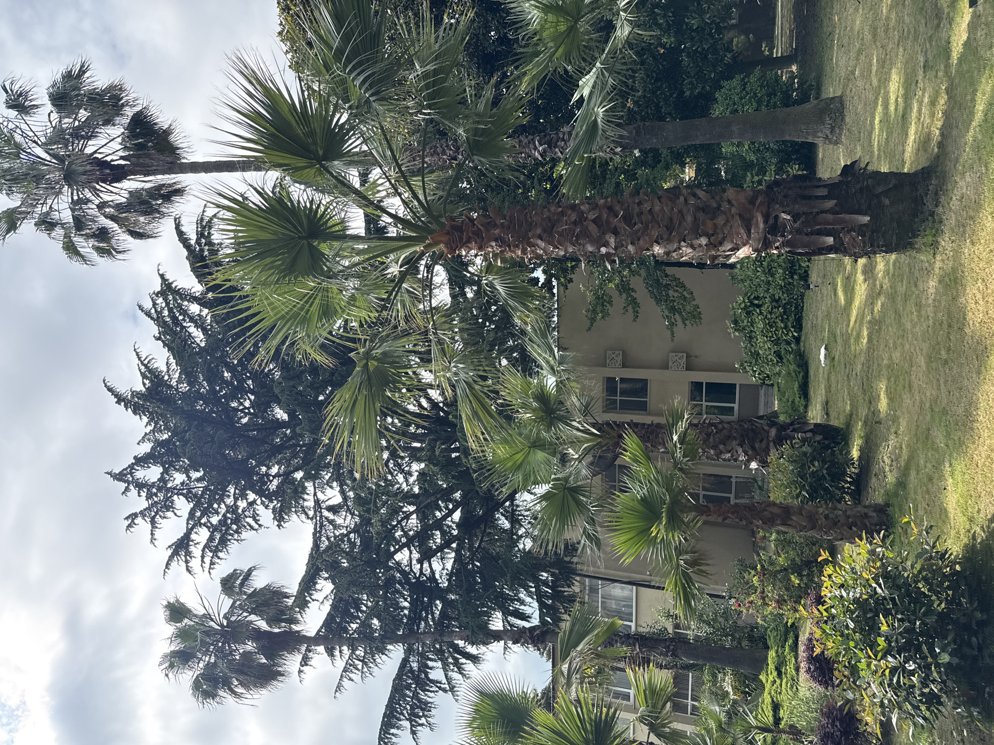 The image depicts a lush green area with several palm trees and other foliage, a building in the background, and a cloudy sky. The building appears to be a hotel or apartment complex, with multiple windows and beige siding. The palm trees are of various sizes and species, with some bearing large fan-shaped leaves. The ground is covered in green grass, with some patches of sunlight filtering through the trees. In the distance, a few more trees and bushes can be seen. There are no people or animals visible in the scene. This scene could be a hotel garden or a residential area in Sochi, Russia, known for its subtropical climate and numerous palm trees.