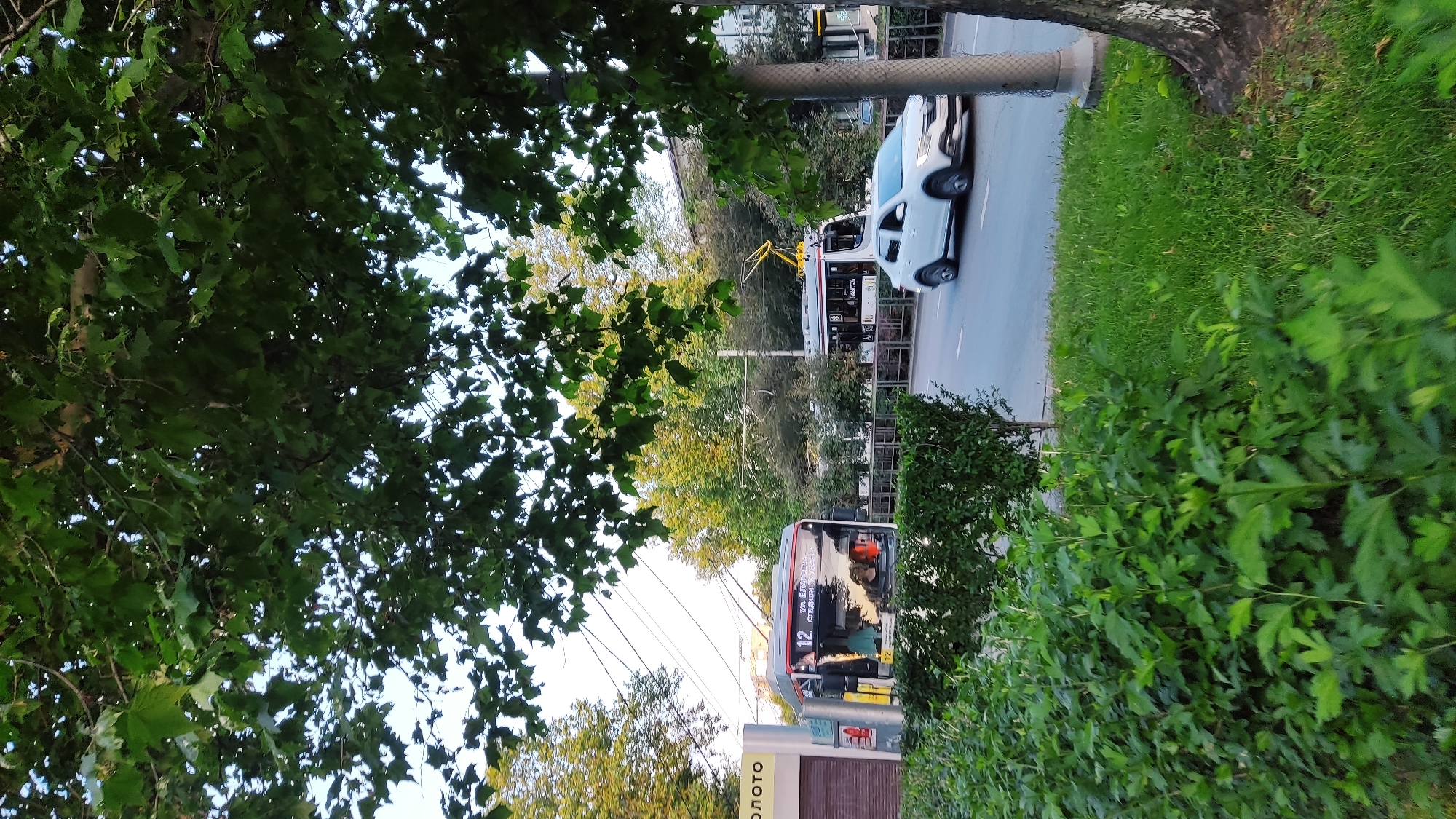 A street scene in Krasnodar, Russia, is depicted under a canopy of green leaves from a large tree. In the foreground, lush green bushes and grass line the street. A white sedan is driving on the road, while a trolleybus with the number "12" prominently displayed on its front is stopped at a designated stop. Another trolleybus is visible further down the street. The background features trees and buildings, suggesting a typical urban environment. The lighting indicates it is either early morning or late afternoon.