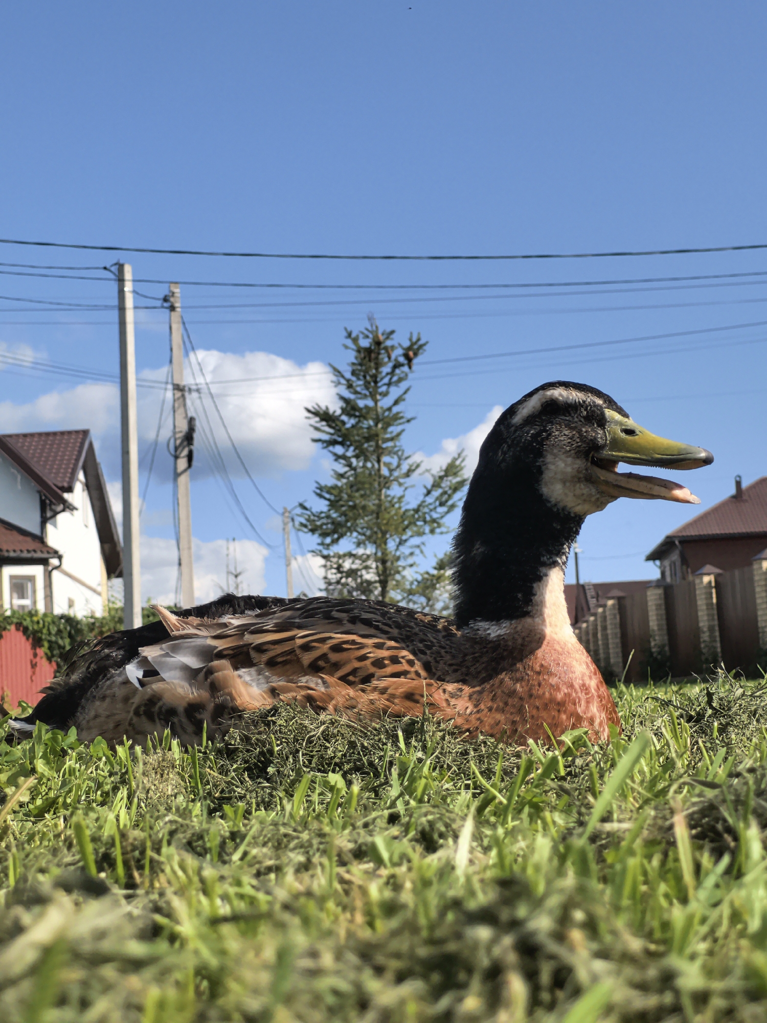 In the city of Mokino, Russia, a brown and black duck is lying on a lawn covered in freshly cut grass. The duck's beak is open, revealing its tongue. In the background, a blue sky with scattered white clouds is visible, along with utility poles and wires, houses, a fence, and a tall green tree.
