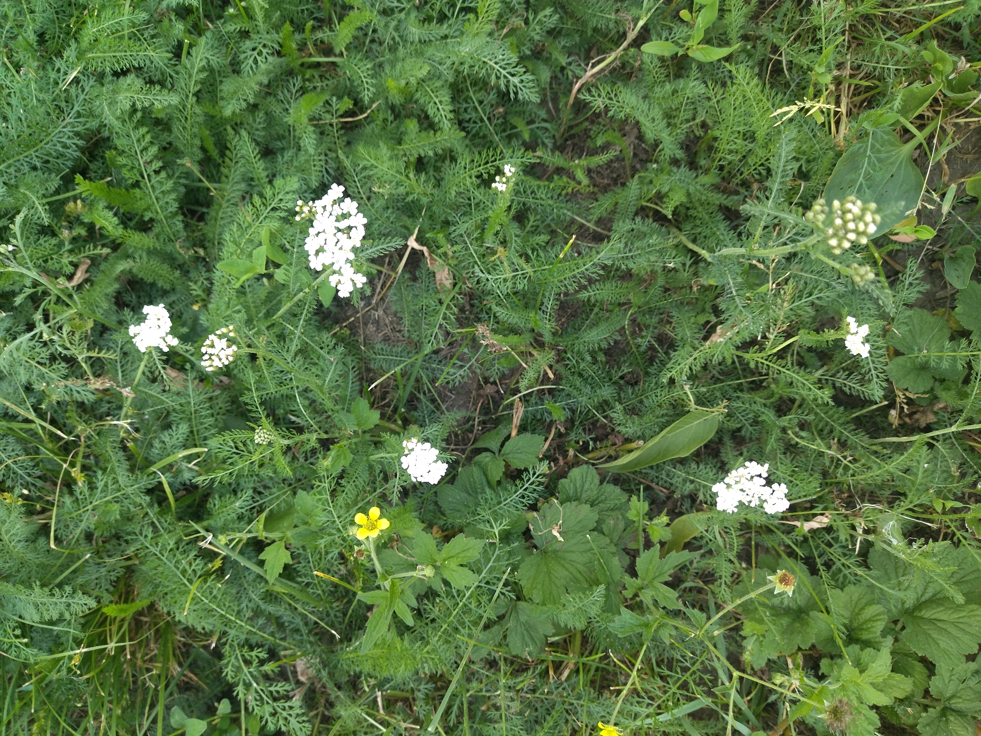 The image shows a close-up, top-down view of a patch of ground covered in dense green foliage, likely a meadow or a roadside verge. The foliage consists primarily of finely divided, fern-like green leaves and stems. Scattered throughout the greenery are several small white flower clusters, resembling yarrow or Queen Anne's lace. There is also a single bright yellow flower with five petals and a reddish-brown center visible in the lower left quadrant of the image. The ground underneath the vegetation is dark and appears to be soil. The lighting suggests it is daytime, with some shadows present. The scene is natural and appears to be outdoors.
