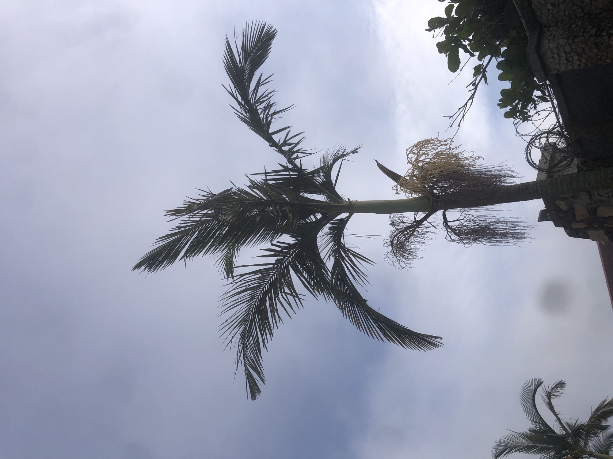 The image shows a low-angle view of a palm tree against a cloudy sky. The palm tree has a thick trunk and large fronds that spread outwards. There is also a cluster of what appear to be withered flowers or seed pods hanging from the tree. In the lower right of the image, a stone wall with barbed wire is visible, along with some green foliage. Another palm tree is partially visible in the lower left corner. The overall scene suggests an outdoor environment, possibly a residential area or park. No people or specific actions are depicted.
