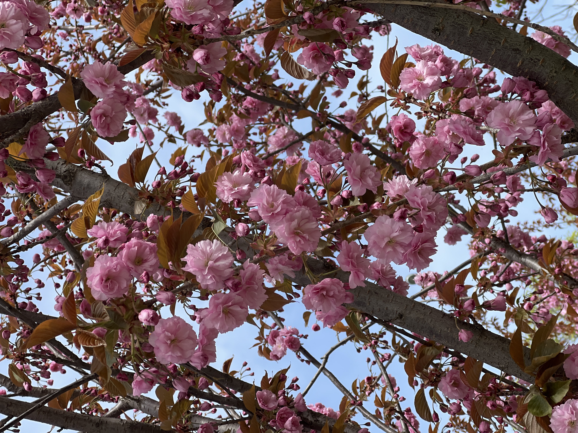 This close-up, upward-looking shot captures a vibrant canopy of pink blossoms against a clear blue sky. The image is dominated by numerous clusters of double-petaled, light pink flowers, many fully open and some still in bud form. These delicate blossoms are densely arrayed on thick and thin tree branches that crisscross the frame.
Interspersed among the flowers are nascent leaves, which display a distinctive bronze or coppery-brown hue, offering a warm contrast to the cooler pink and blue tones. The tree branches themselves are rough-textured, appearing in various shades of grey and brown. The bright, uniform blue sky in the background suggests a clear and sunny day.
The perspective creates an immersive view, as if standing directly beneath the flowering tree. The scene conveys the fresh beauty of springtime and the flourishing of nature. No people or specific activities are visible, focusing solely on the natural spectacle. This beautiful floral display is located in Odesa, Ukraine. There is no visible text in the image.
