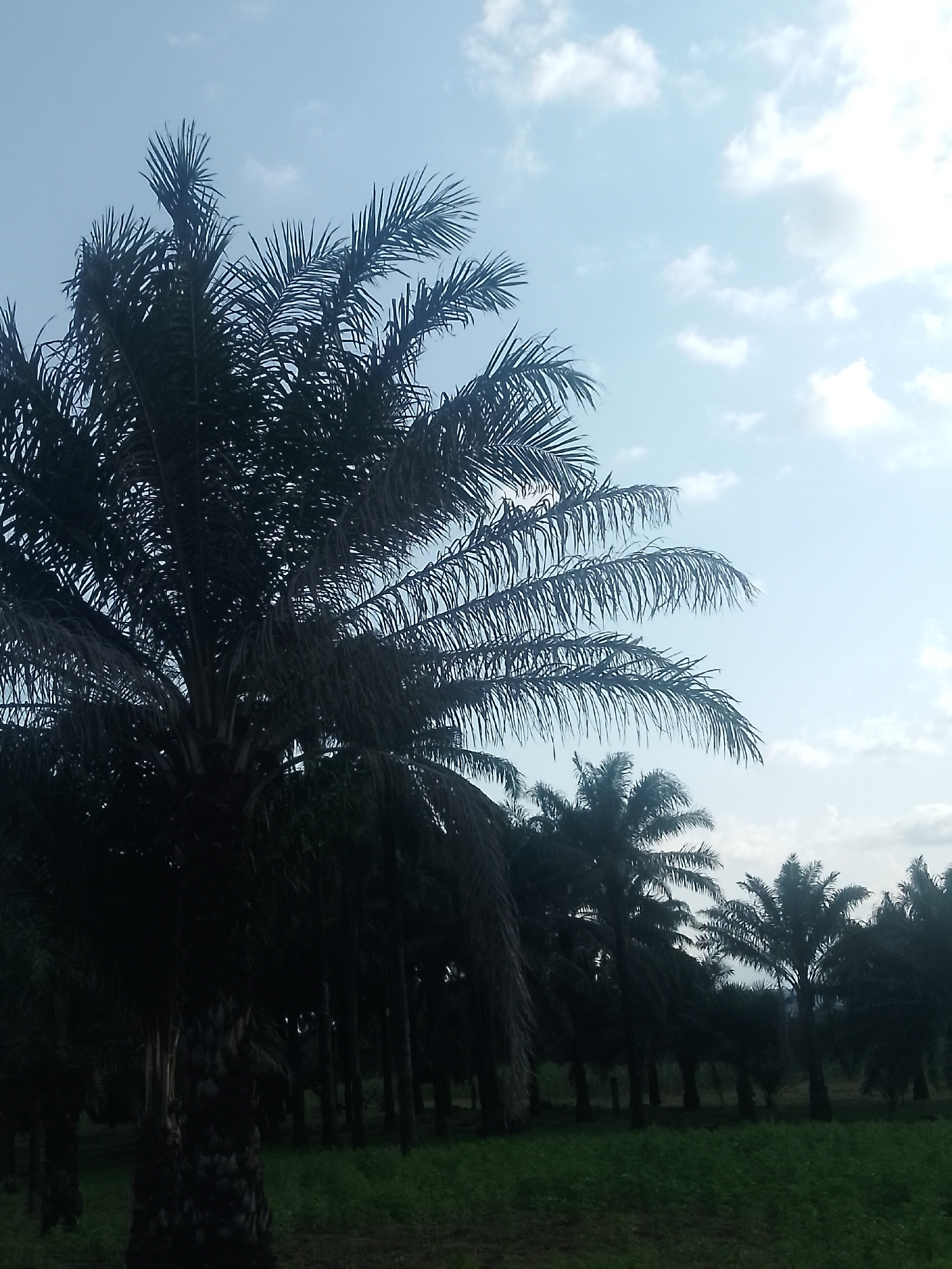 The image depicts a dense grove of palm trees under a pale blue sky with scattered white clouds. The foreground is dominated by the silhouette of a large palm tree, its fronds spread wide. Behind it, a row of smaller palm trees recedes into the distance, creating a sense of depth. The ground is covered in lush green grass. The scene appears to be an outdoor plantation or natural area. The lighting suggests it is daytime, possibly late afternoon or early morning, given the soft quality of the light and the clear sky. The photograph captures a tranquil, natural landscape. The context of Serti, Nigeria suggests this could be an oil palm plantation, a common sight in the region.