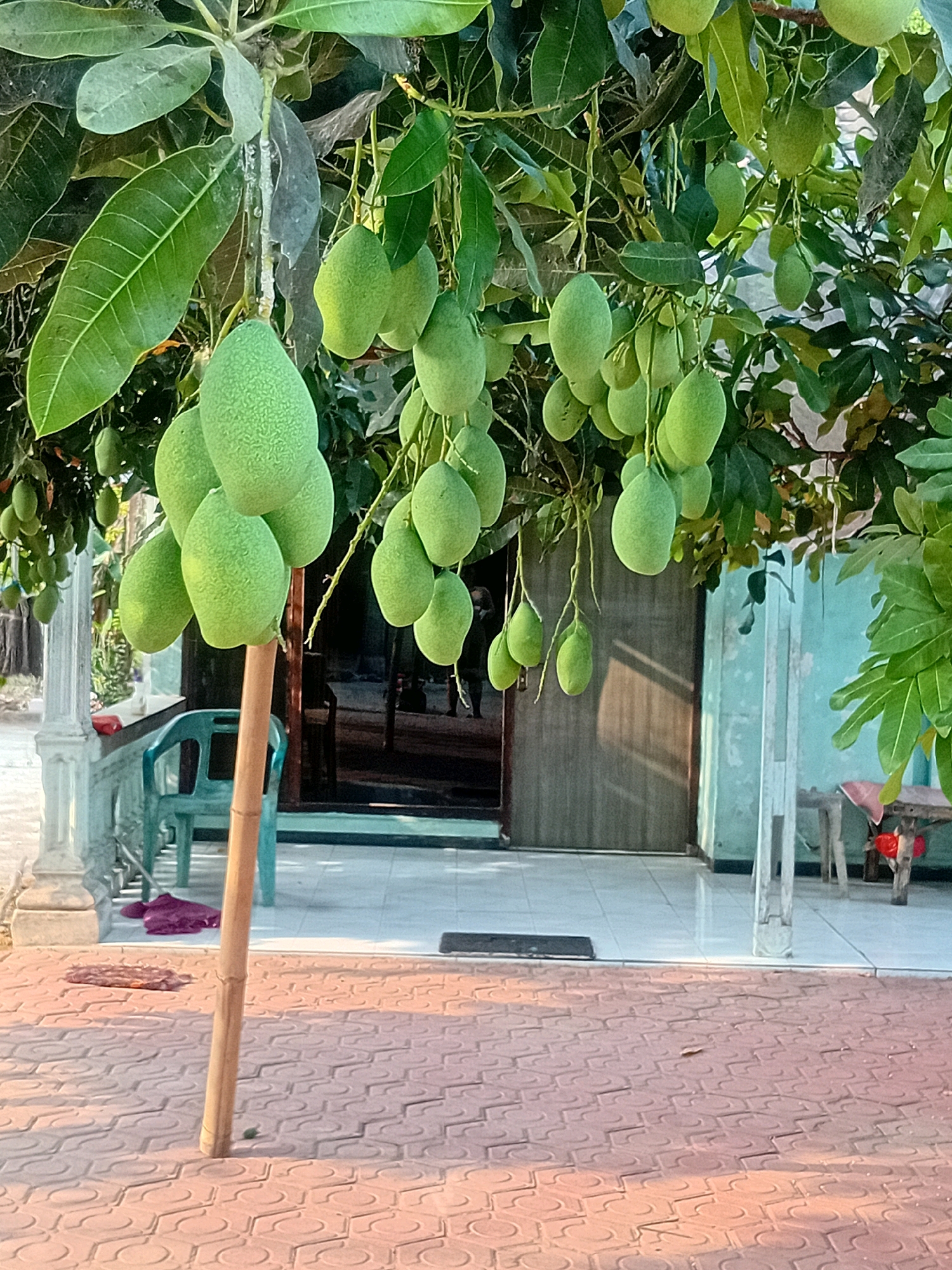 The image depicts a mango tree laden with green, unripe mangoes, casting shadows on a paved walkway in front of a building. The tree is in the foreground, with its branches and fruit occupying a significant portion of the frame. A bamboo pole supports some of the branches. In the background, a building with a light blue wall and a wooden door is visible. A green plastic chair sits to the left of the building, with a purple cloth on the ground nearby. The walkway is paved with interlocking bricks, and a doormat is placed in front of the door. The scene appears to be outdoors, with natural lighting suggesting it is daytime. The overall setting suggests a residential or public space, potentially in a tropical or subtropical region. The image location is identified as Banjarwungu, Indonesia.