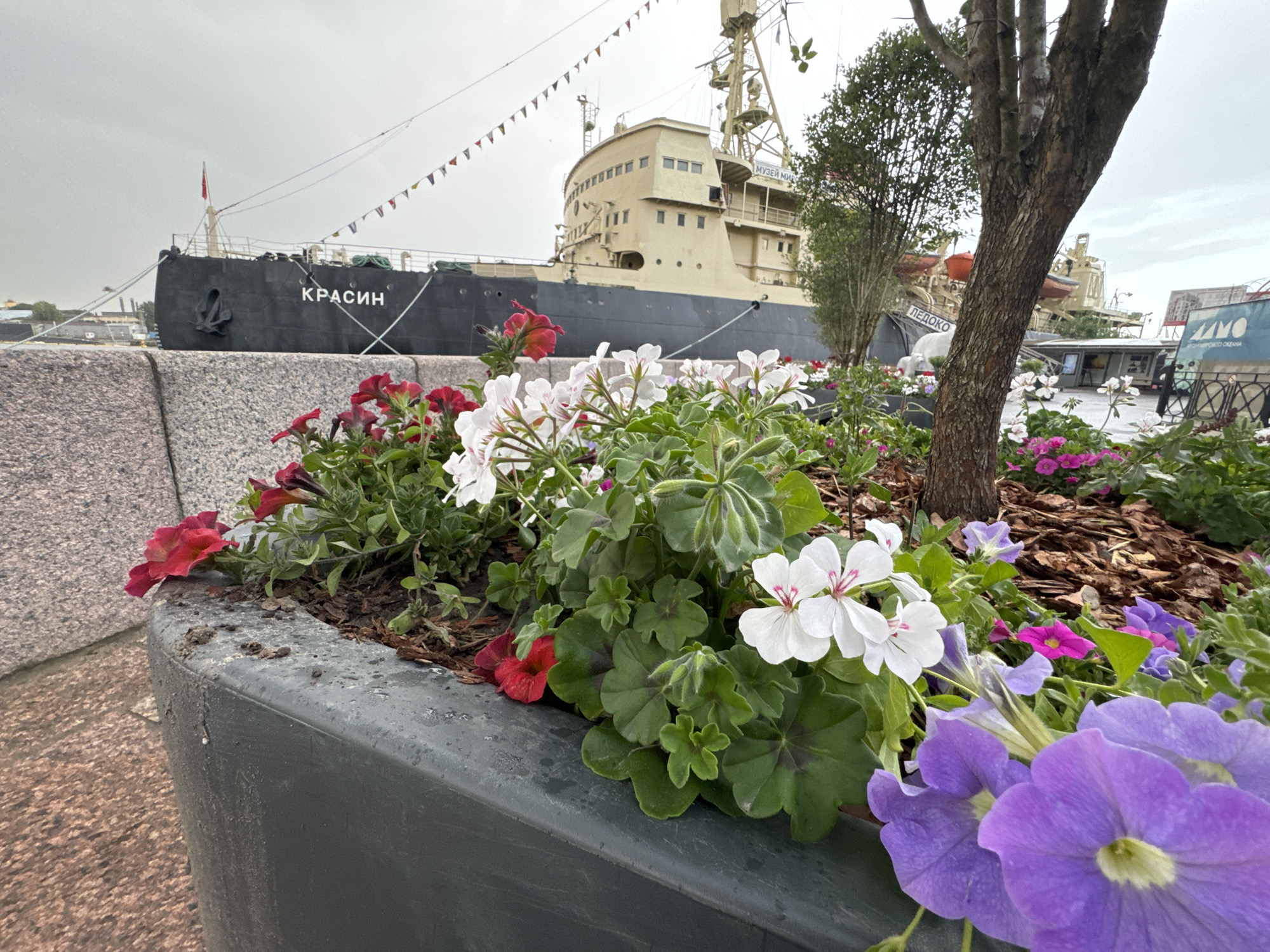 The image depicts a flower bed in front of a large, dark-colored icebreaker ship named "KRASIN" docked at a pier in Saint Petersburg, Russia. The ship, with a light-colored upper structure, is adorned with a string of colorful triangular flags. In the foreground, a dark gray planter overflows with a variety of blooming flowers, including white geraniums with pink centers, red petunias, and vibrant purple petunias. The ground beneath the flowers is covered with wood mulch. The overall scene is overcast, suggesting a cloudy day in the city.