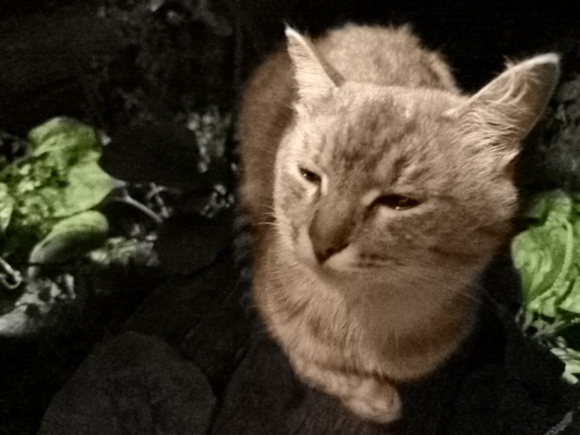 A close-up, low-angle shot captures a light brown tabby cat resting. The cat is positioned in the center of the frame, with its head turned slightly to the right, revealing its profile. Its eyes are partially closed, and its ears are perked, suggesting a state of alertness despite its relaxed posture. The cat's fur appears soft and slightly tousled.
To the left of the cat, out of focus, are clusters of vibrant green leaves, possibly from a plant. These leaves are illuminated, creating a contrast with the darker, shadowy background. The background itself is largely indistinct, a mix of dark textures and shadows, hinting at an outdoor environment. The overall lighting is dim, with some areas brightly lit and others obscured by darkness. The scene does not provide any identifiable landmarks or specific details that would indicate its location within the city of Кашино, Russia. There are no people, human structures, or any explicit clues to place the image geographically. The focus is entirely on the cat and its immediate surroundings.