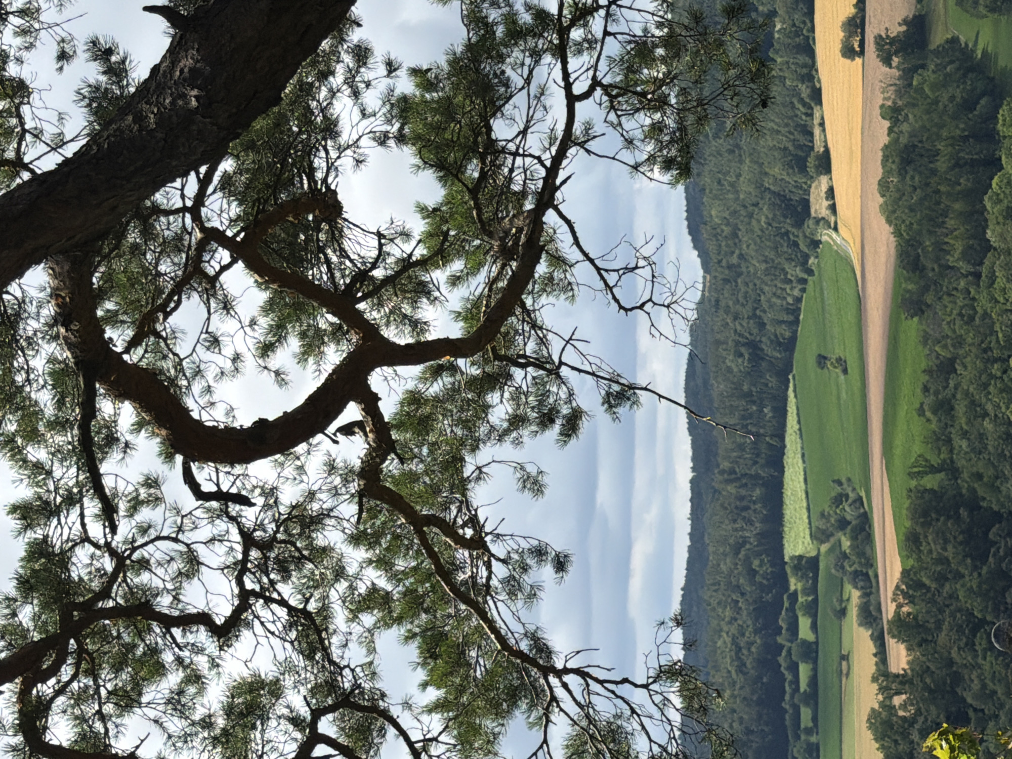 The image depicts a view from a high vantage point, looking down on a rural landscape. In the foreground, a large, gnarled tree branch, likely from a pine tree, dominates the top of the frame, partially obscuring the sky and the scene below. The branch is rough-barked and sparsely needled, with smaller branches extending downwards.
Below the tree, the landscape unfolds with rolling hills covered in dense, dark green forest. Interspersed within the forest are fields of varying colors: bright green, golden yellow, and a lighter, muted brown or tan. The fields are arranged in patches, suggesting agricultural use, with some appearing as cultivated crops and others as meadows. A winding dirt road or path is visible cutting through some of the fields. The overall impression is one of a peaceful, natural environment.
The sky above is cloudy, with patches of gray and white, indicating an overcast or partially cloudy day. The lighting suggests daylight, but the sun is not directly visible.
There are no people visible in the image. The only signs of wildlife are what appear to be birds perched on the tree branches in the upper portion of the image, though they are small and indistinct.
The specific location in the city of Heiligenstadt i. OFr., Germany, is not explicitly indicated in the image itself, but the scene is consistent with the hilly, forested terrain found in many rural areas of Germany.