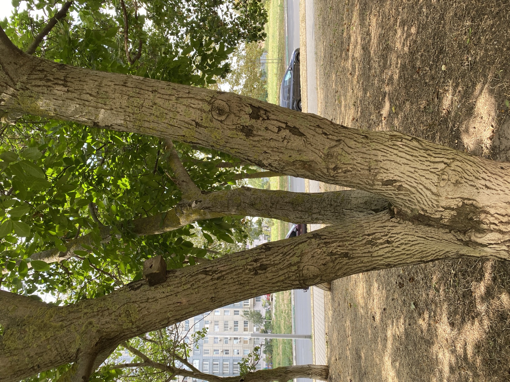 An outdoor, eye-level, full shot shows a multi-trunked tree in the foreground. The tree's bark is light brown with deep vertical grooves and patches of light green lichen. A small, square, wooden object, possibly a birdhouse or nesting box, is attached to the left trunk. Behind the tree, a paved sidewalk is visible, with dry, light brown grass and scattered leaves on the ground. Beyond the sidewalk, a road runs horizontally across the image, with a dark gray car parked on the right side. In the background, a modern, multi-story residential building with numerous windows and air conditioning units stands. Green trees and foliage are visible between the road and the building, suggesting an urban park or residential area setting. The sky is overcast, with dappled sunlight filtering through the tree canopy. The location is identified as Chornomorsk, Ukraine. There are no people visible in the image.