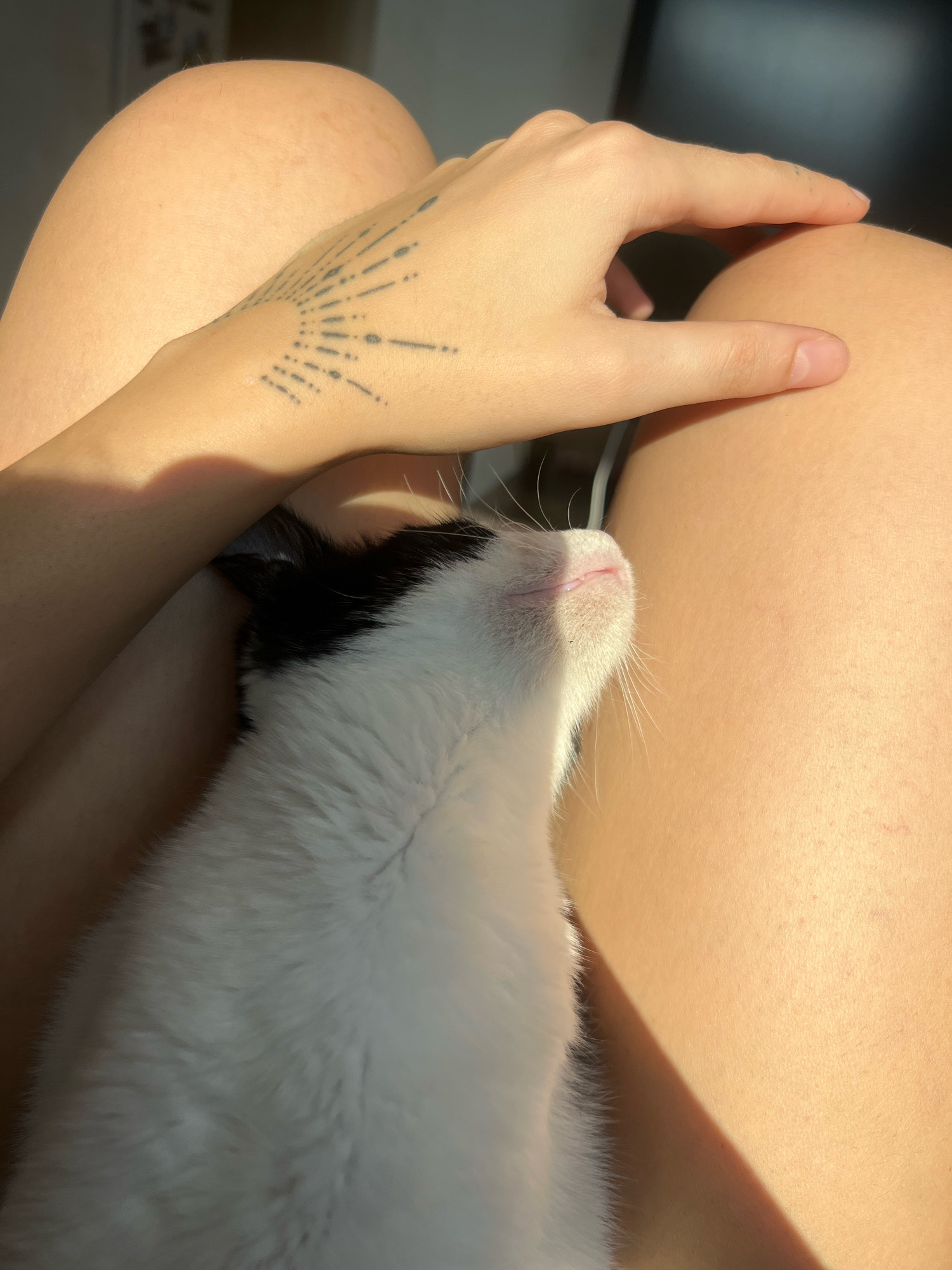 In Aksakovo, Bulgaria, a close-up shot captures a black and white cat nuzzling into the sun-drenched skin of a person's legs. A hand with a sun-ray tattoo rests on the person's knee, gently touching the cat. The scene is bathed in warm sunlight, highlighting the textures of the cat's fur and the skin. The background is out of focus, suggesting an indoor or sheltered outdoor setting.