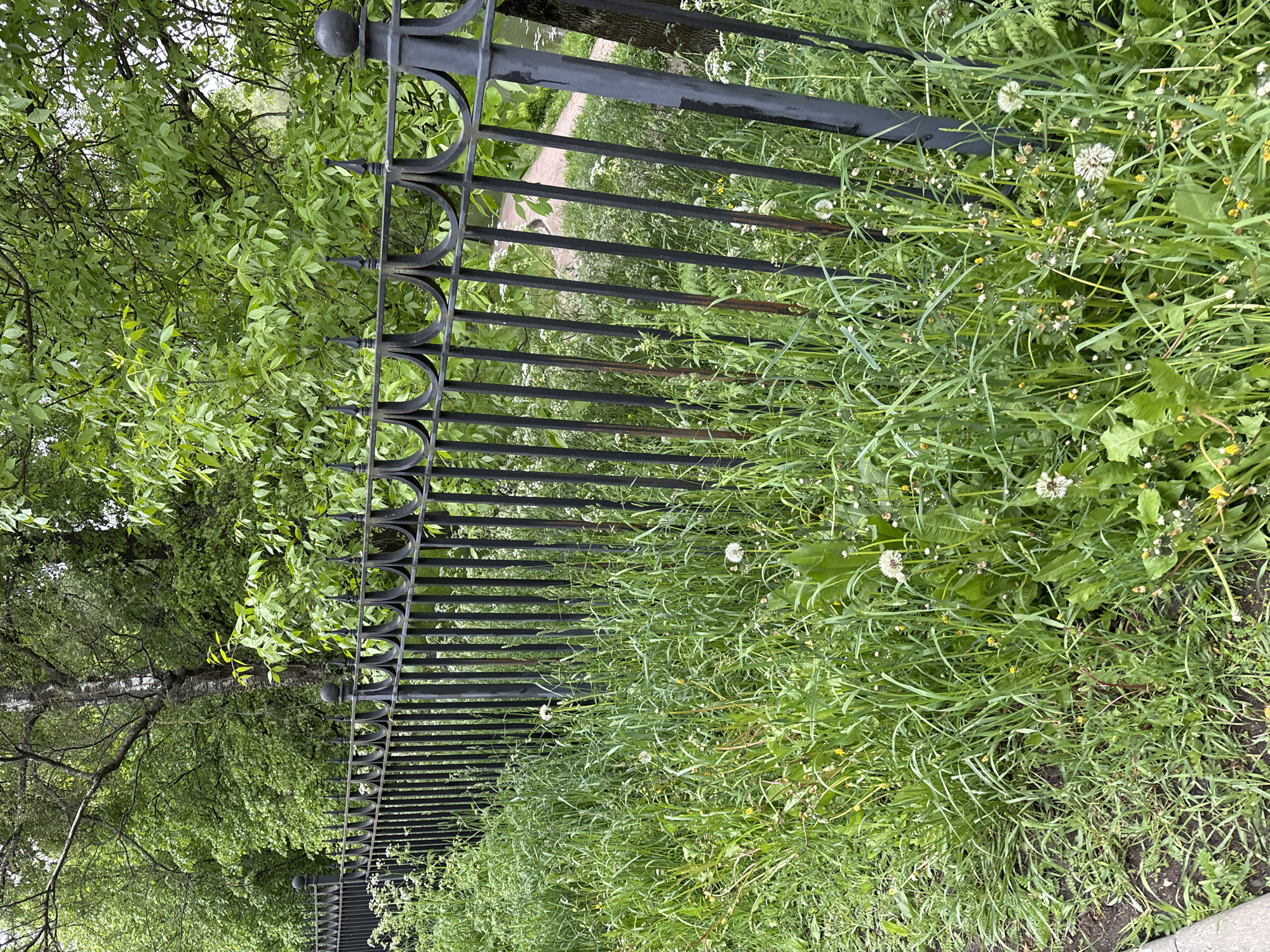 The image depicts a wrought iron fence in a park setting. The fence runs horizontally across the frame, separating a lush green area with long grass and dandelions on the right from a more wooded area on the left. A path is visible through the fence in the background. Based on the style of the fence and the vegetation, the location is likely Saint Petersburg, Russia, but specific landmarks are absent. There are no people visible in the image.