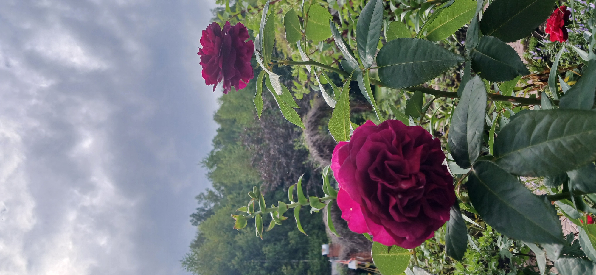 The image shows two deep red roses in a garden setting with a blurred background of trees under a cloudy sky. In the foreground, a large, fully bloomed rose with densely packed petals is prominently featured on the left side. To its right and slightly behind it, a second, smaller rose with fewer visible petals is also in bloom. Both roses are attached to green stems with dark green leaves. The background reveals a dense line of trees and foliage, suggesting a natural or semi-natural environment. The sky above is overcast with gray clouds. The lower right corner of the image shows a small, bright red rose, also in bloom. The overall scene is one of a garden on a cloudy day, with the focus on the deep red roses and the surrounding greenery.