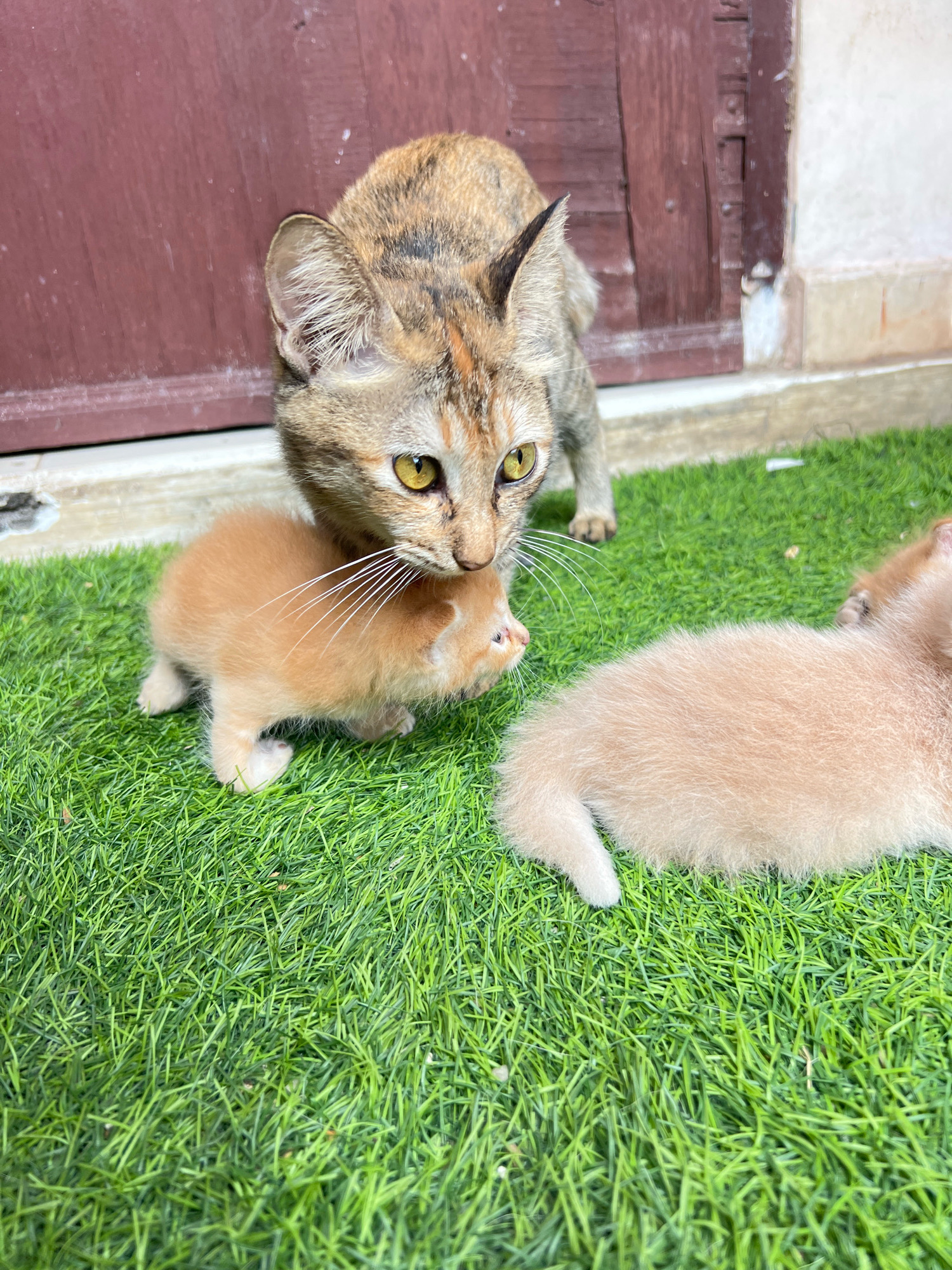 A mother cat is leaning over two orange kittens on artificial turf in front of a red wooden door. One kitten is standing and looking up at the mother, while the other is lying down to the right. The environment is an outdoor setting, potentially a residential area in Denpasar, Indonesia, characterized by the presence of a door and a building facade. The scene depicts maternal care within a domestic or semi-domestic environment.