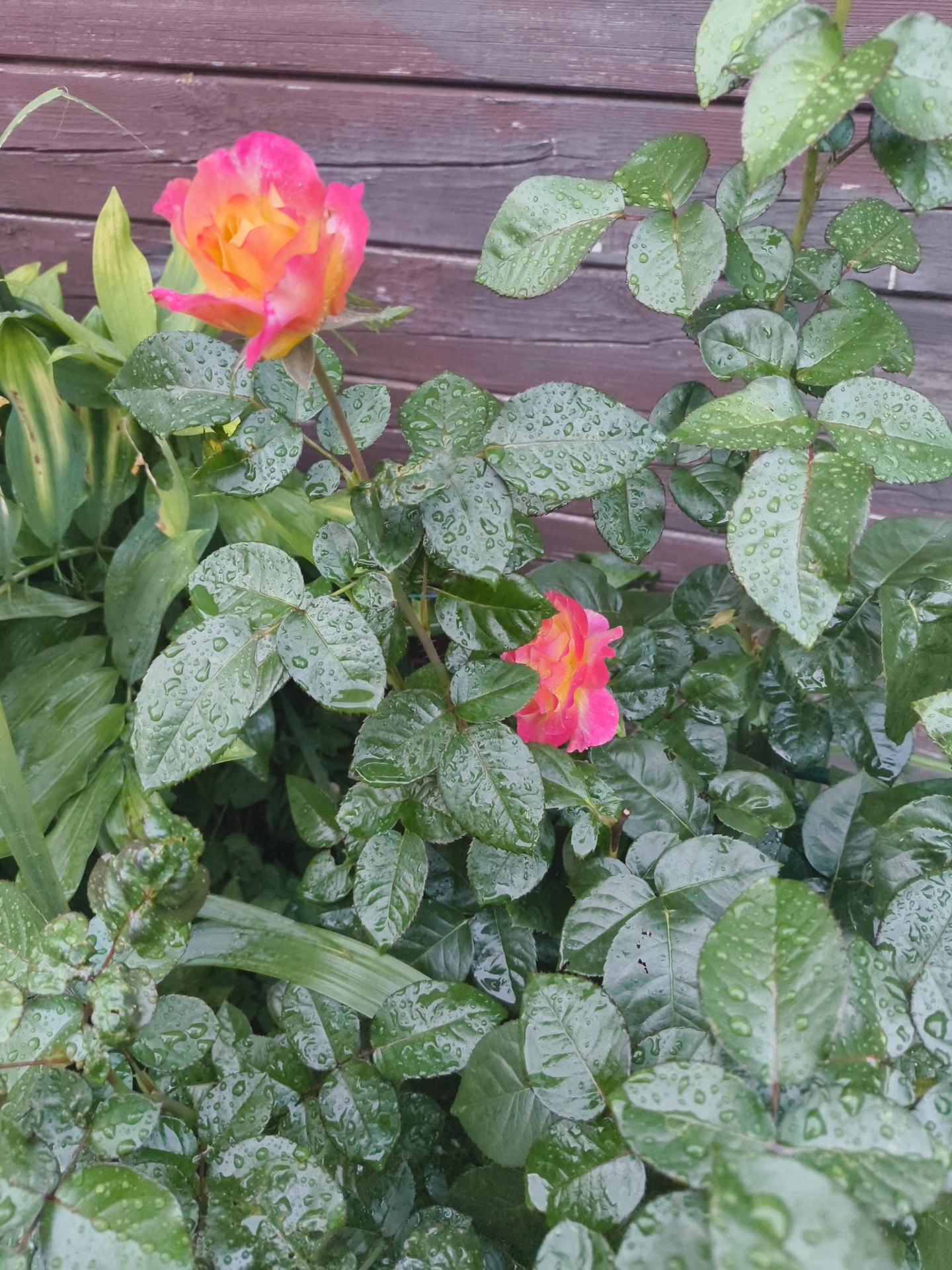 This is a close-up, eye-level, outdoor shot of a rose bush with water droplets on its leaves, set against a dark brown wooden fence. The rose blossoms are a vibrant mix of pink and yellow, with one prominent bloom in the upper left and a smaller one peeking through the foliage on the right. The leaves are a deep green and appear wet, suggesting recent rain. The background is a textured wooden fence with horizontal planks. The scene is devoid of any people or animals. The setting is the city of Vostets SNT, Russia.