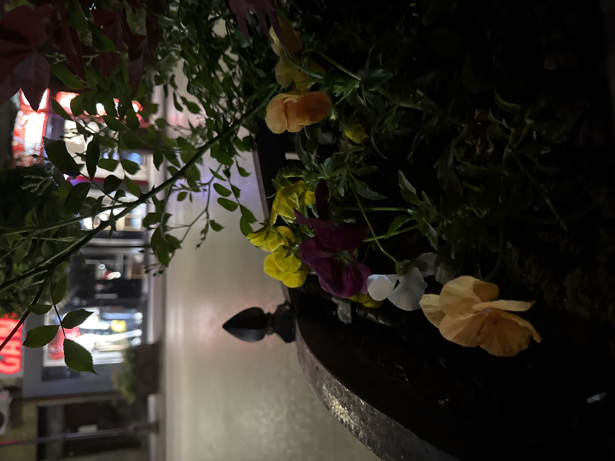 The image shows a flower planter with various colorful flowers, including yellow, orange, white, and purple varieties. The planter is made of a dark, possibly metallic material. Behind the planter, foliage with green and red leaves is visible. In the blurred background, there are building facades with lit windows, suggesting a nighttime scene in an urban setting. Based on the architecture and style of the building facades, it is possible that this image was taken in the city of Veliko Tarnovo, Bulgaria, a location renowned for its historic architecture.
