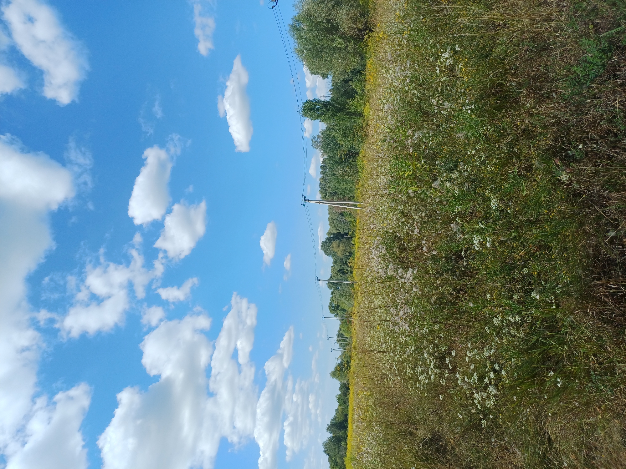 An outdoor, eye-level, full shot captures a field of wildflowers and tall grasses under a bright blue sky filled with scattered white clouds. The field extends towards a line of trees in the distance, with several utility poles and power lines visible across the landscape. The foreground is dominated by green and brown grasses and a dense collection of small white wildflowers. In the mid-ground, the field transitions to a flatter area with more yellow wildflowers. The background features a dense, dark green forest. The scene is set on a sunny day.