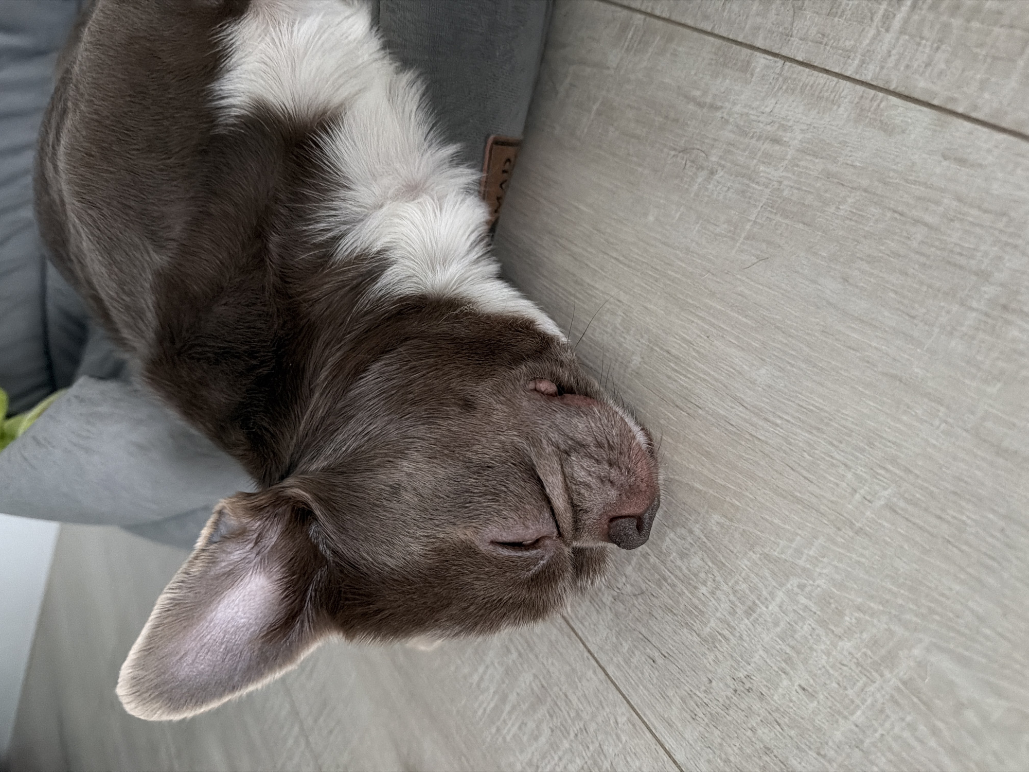 A dog is sleeping on a light-colored wooden floor next to a gray dog bed. The dog is brown with white markings on its chest and head. Its eyes are closed, and it is lying on its side. There is no evidence indicating the location of this image is in the city of Votkinsk, Russia.