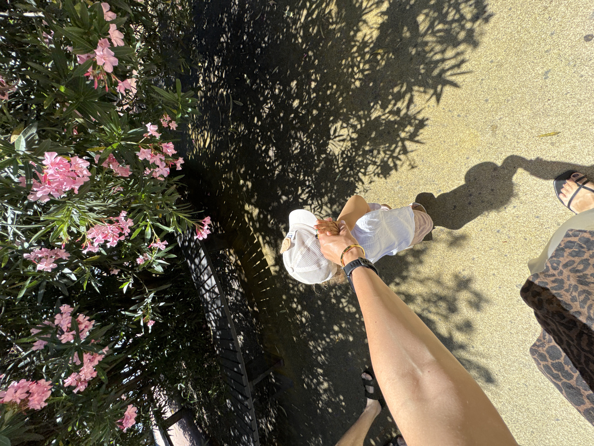 An adult's arm, adorned with a black smartwatch and a gold bracelet, extends into the frame, holding the hand of a young child. The child, wearing a white t-shirt, light-colored shorts, and a white baseball cap, is facing away from the viewer. The child's cap has a small decorative element near the brim.
The background features a dense bush with numerous pink flowers and green leaves, casting intricate shadows on the yellow ground below. A dark bench with wooden slats is partially visible behind the bush. The scene appears to be outdoors, possibly in a park or garden. The lighting suggests a bright, sunny day. The location of Sochi, Russia, is not discernible from the visual information provided in the image.