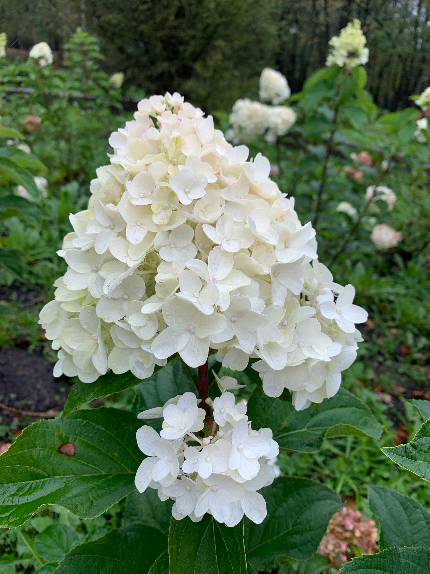 A close-up, eye-level shot captures a large, cone-shaped cluster of white hydrangea flowers in bloom. The flowers are delicate and textured, with some petals showing hints of pink and yellow. The foreground is dominated by the hydrangea bloom and its dark green, wet leaves, which are glistening with water droplets, suggesting recent rain. In the blurred background, other hydrangea bushes with white and pale pink blooms are visible, along with lush green foliage and trees, creating a natural garden setting. The lighting is soft and diffused, typical of an overcast day, casting no harsh shadows. The overall impression is one of a serene and lush garden. The image is captured in Prokopyevsk, Russia.